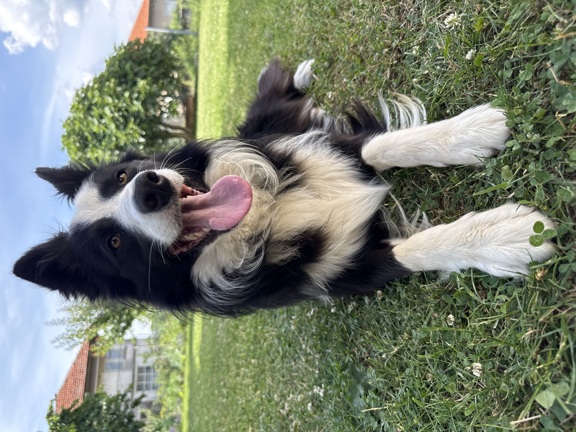 An eye-level, full body shot captures a black and white Border Collie lying on a patch of green grass in what appears to be a backyard. The dog's mouth is open, its pink tongue hanging out, and its eyes are looking forward. The background includes a house with a red tile roof, trees, and a blue sky with clouds.