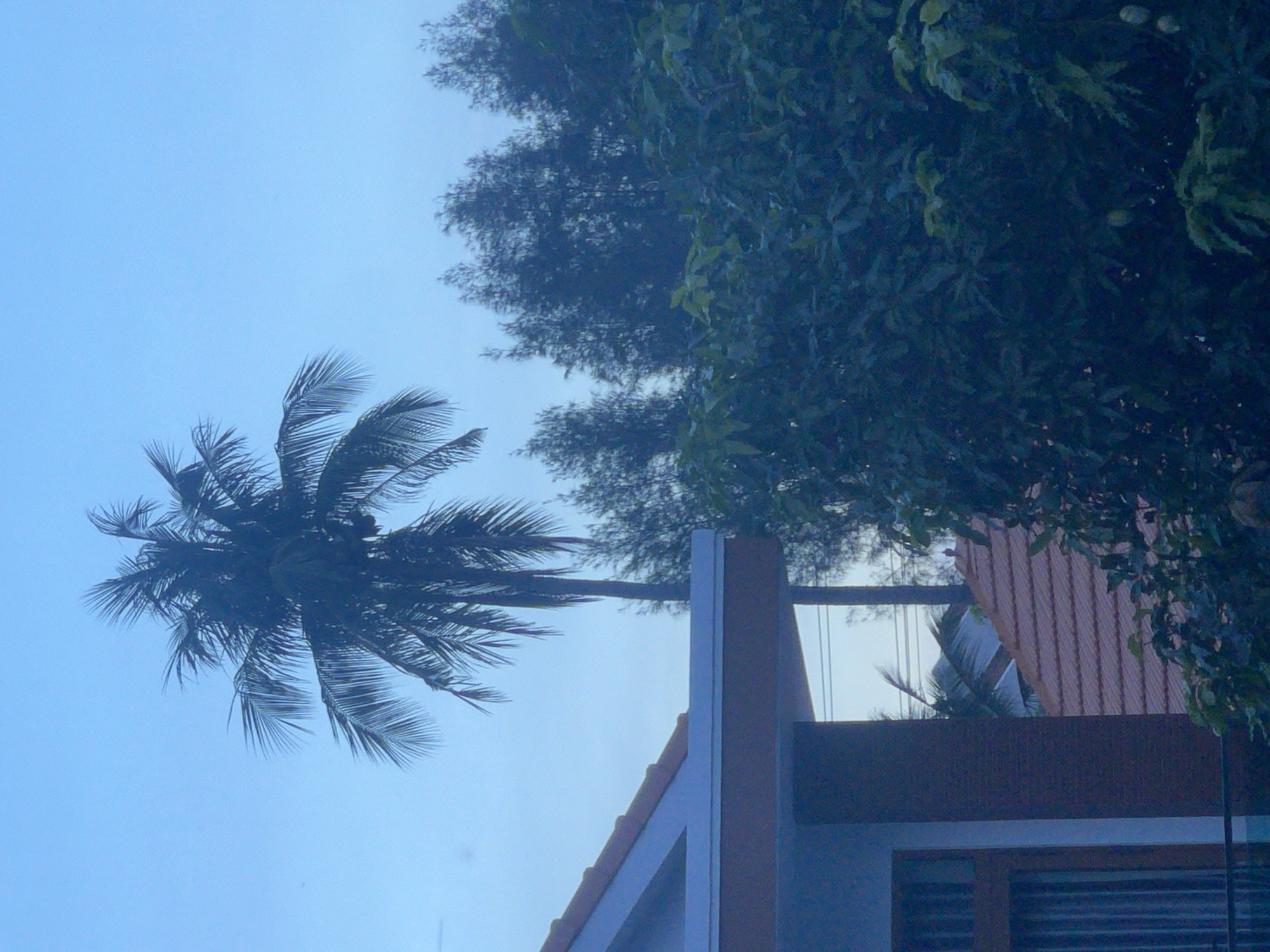 The image depicts a twilight scene with a prominent silhouetted coconut palm tree in the center against a pale blue sky. To the left, a portion of a building with a reddish-brown tiled roof and a white trim is visible, featuring a window with vertical blinds. In the foreground, dense dark green foliage partially obscures the view. In the background, a line of dark, coniferous trees can be seen. The overall atmosphere is serene and slightly overcast, suggestive of dawn or dusk. The scene appears to be an outdoor setting, likely residential or a tropical environment.