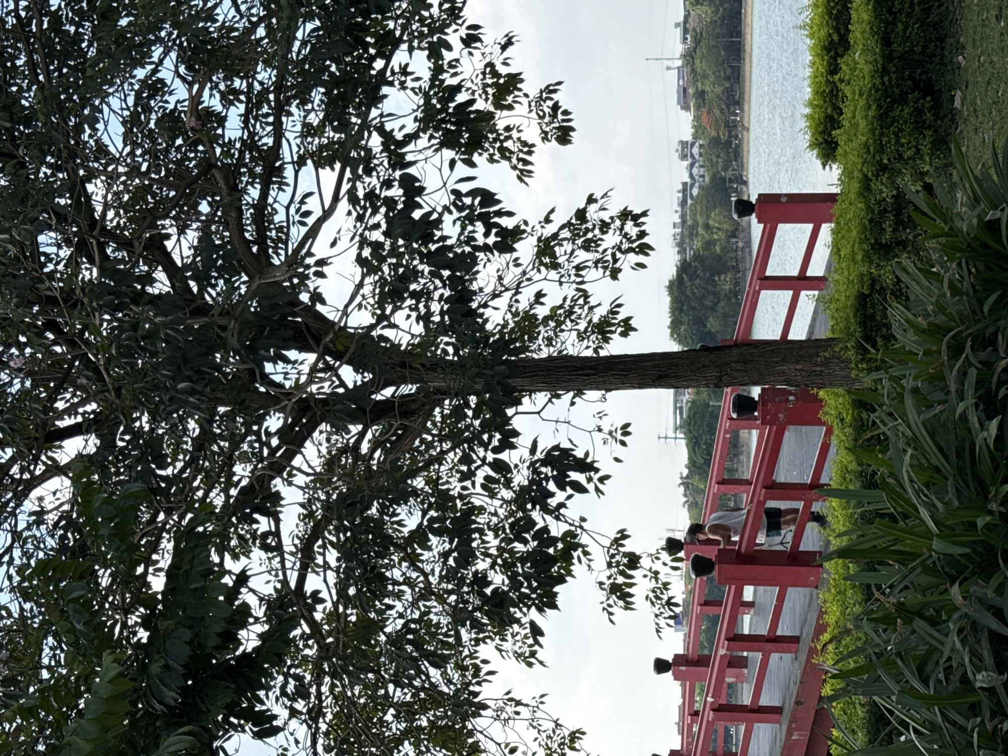 The photo, taken in Hà Nội, Vietnam, features a scene dominated by a large tree with dense foliage. The tree's branches and leaves fill the left side of the image. The trunk runs horizontally across the middle ground. To the right of the tree is a red pedestrian bridge, partially obscured by foliage and a person doing push-ups. The bridge appears to span a body of water, which is visible in the background. The water's edge is lined with trees and buildings. The sky is overcast.