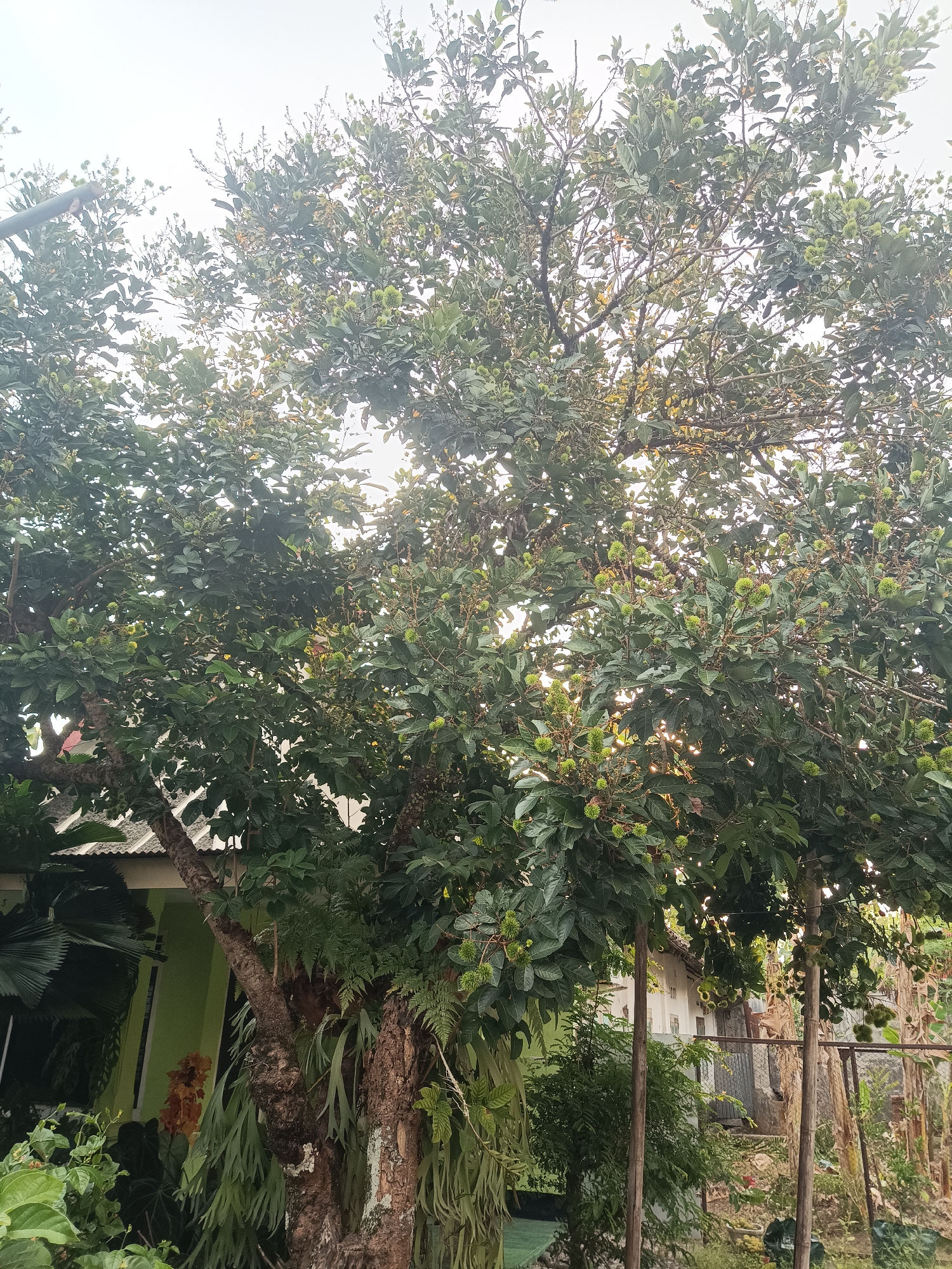 In Jember, Indonesia, a mature rambutan tree, laden with numerous small, green fruits, dominates the scene. The tree's thick, gnarled trunk is visible, partially obscured by epiphytic plants like ferns and possibly orchids. In the background, a light green house with a tin roof and white window frames can be seen. To the right of the house, a chain-link fence and some vegetation suggest a residential area. The sky above is overcast. The image captures a slice of everyday life in a tropical environment, highlighting the abundance of fruit-bearing trees common in Indonesian backyards.