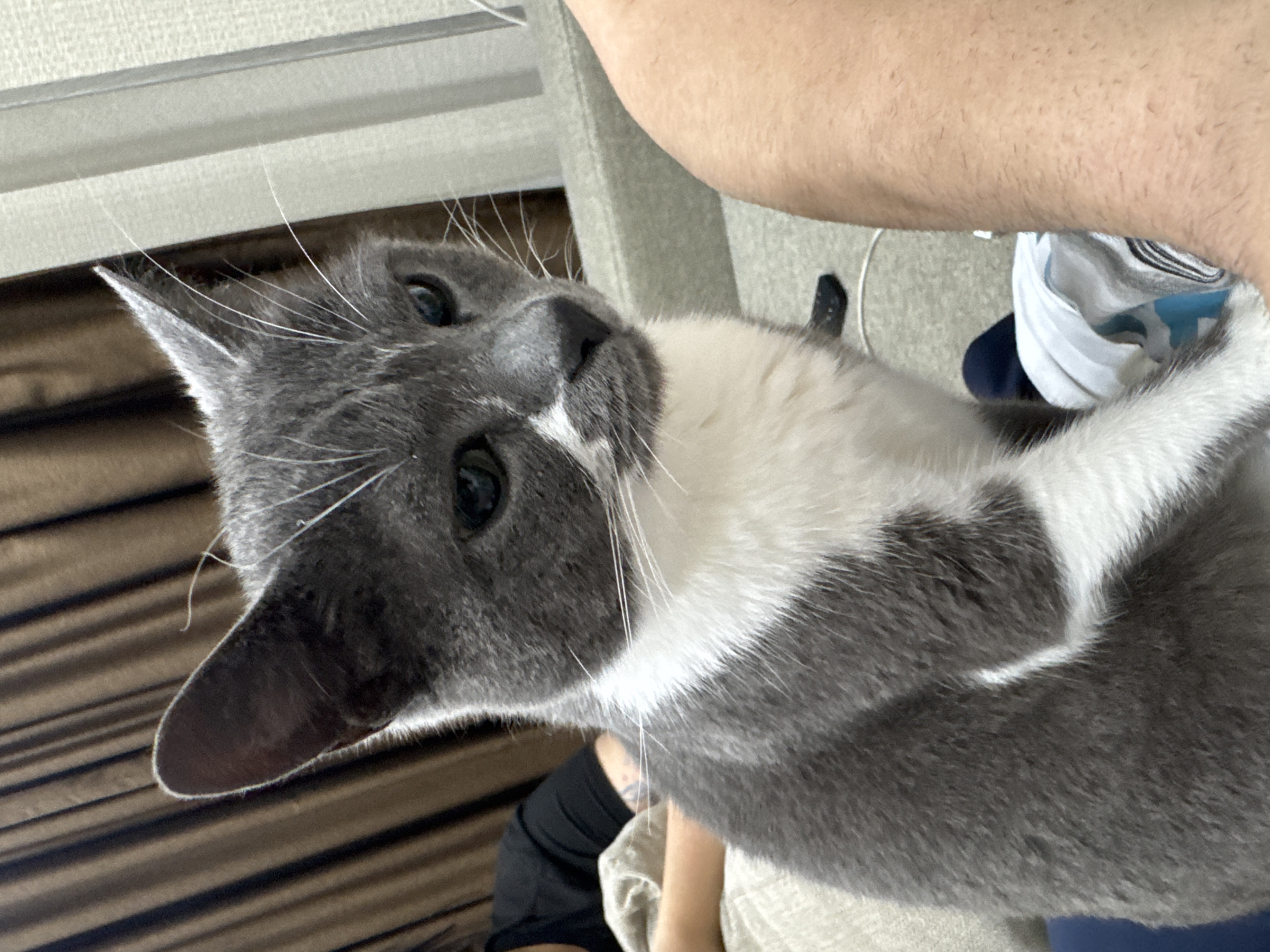 A grey and white cat with green eyes is sitting on a couch in a domestic setting. The cat is facing to the right and appears to be looking at something out of frame. In the background, there are brown curtains and another person is visible, wearing a black shirt and with tattoos on their arm. The overall environment suggests an indoor living space. No specific location in Tbilisi, Georgia, can be determined from the image.