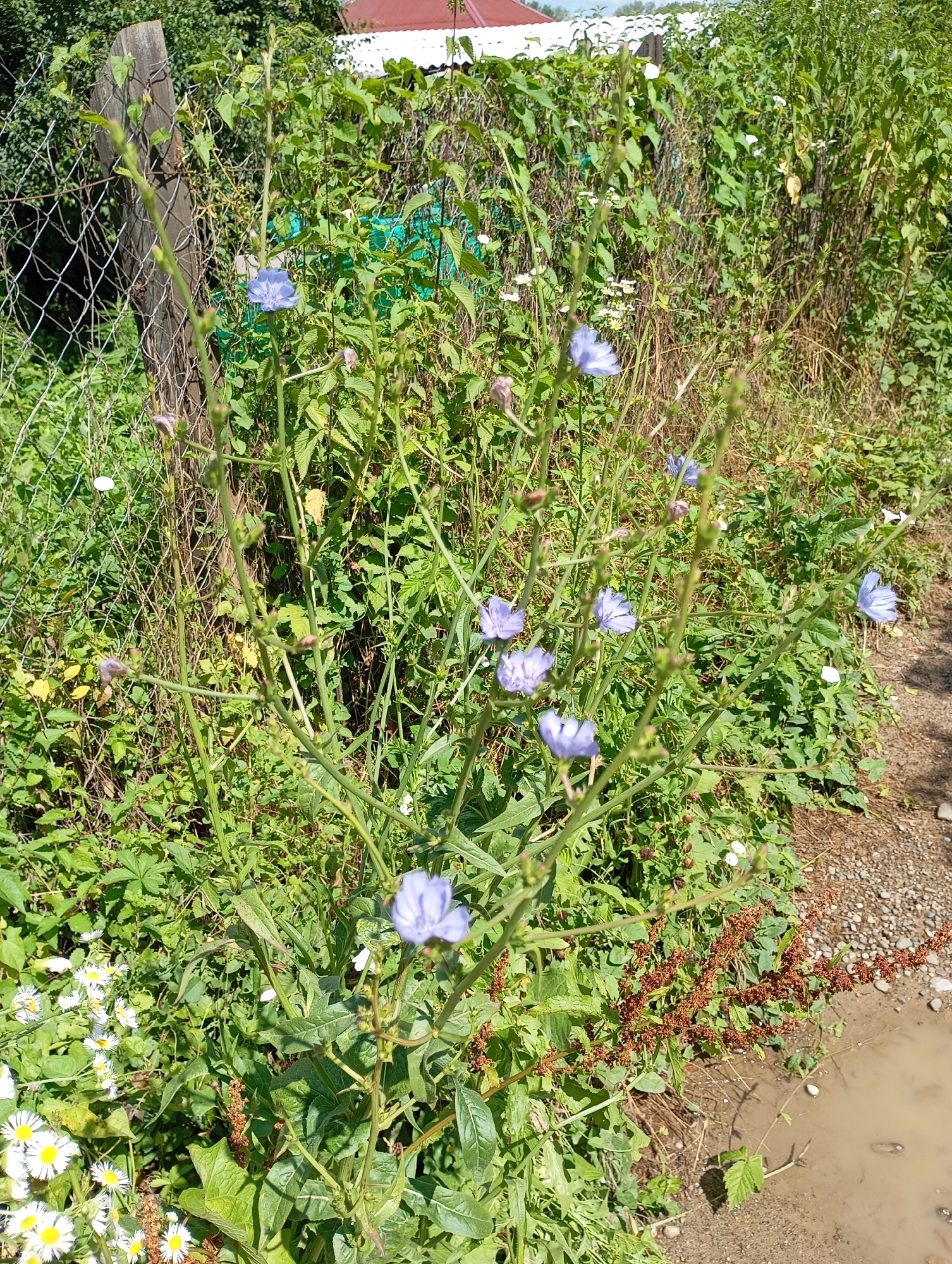 The image depicts a close-up view of a wild plant with delicate blue flowers and green leaves, likely taken in Lesogorskaya, Russia. The plant is growing near a chain-link fence and a wooden post, with a backdrop of dense green foliage. In the foreground, small white flowers with yellow centers are also visible. The ground is a mixture of dirt and gravel, with a puddle of muddy water on the right side of the frame. The scene appears to be a natural, uncultivated area.