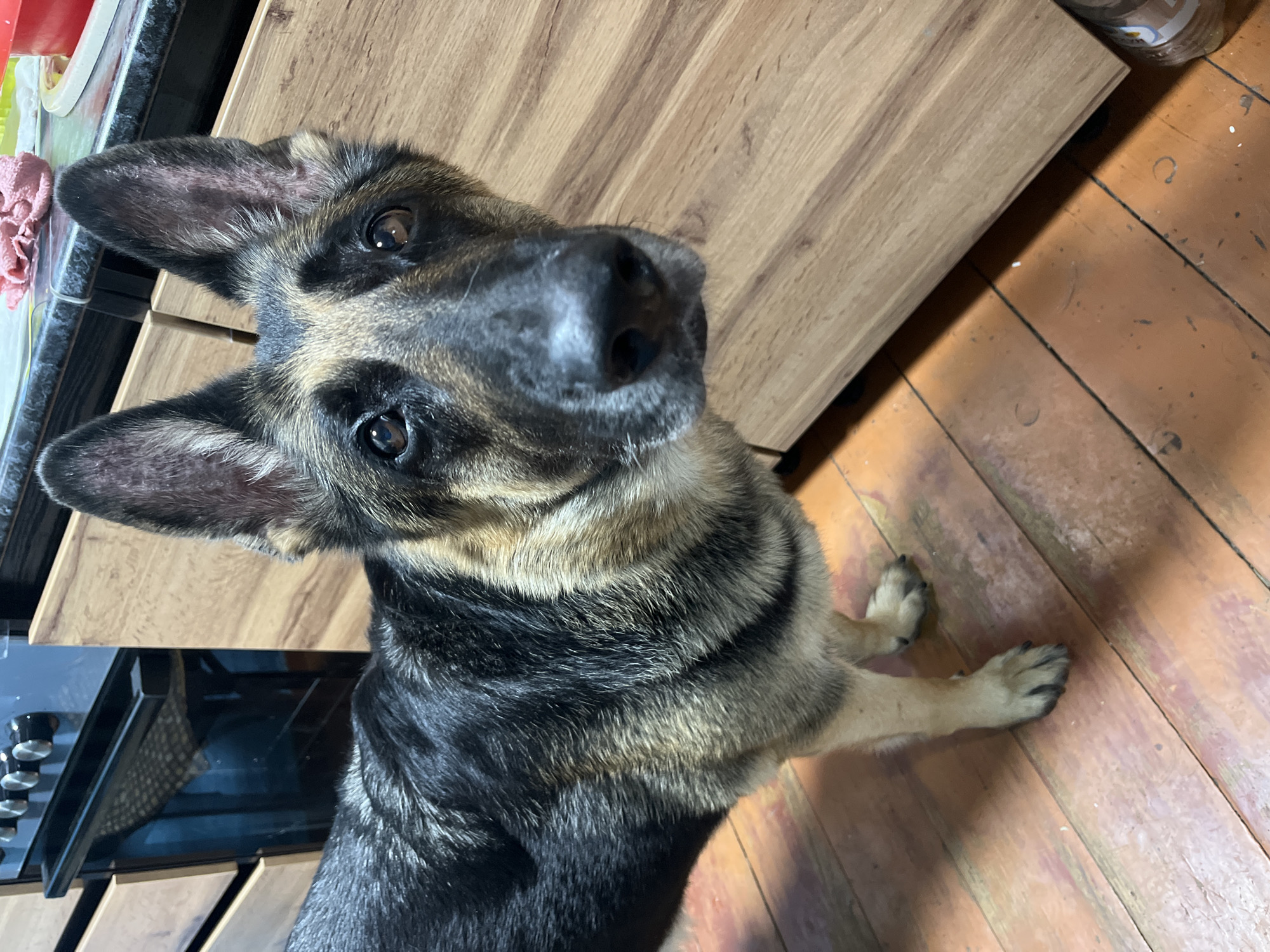 This is a vertical, high-angle, close-up photograph of a German Shepherd puppy. The puppy's head is tilted towards the camera, with large, alert ears and dark, expressive eyes. Its muzzle is dark, with a wet nose. The puppy's fur is a mix of black, tan, and brown, with distinctive markings on its face and body.
The puppy is sitting on a wooden floor, which appears to be aged and worn, with visible grain and nail marks. To the left of the puppy, a portion of a kitchen counter or cabinet is visible, with a granite-like surface and a light pink cloth. Behind the puppy and to its right, a wooden cabinet or furniture piece with a light wood grain is prominent. The lighting suggests an indoor setting, possibly a kitchen or dining area. The overall mood is one of gentle curiosity and direct engagement from the puppy. The location is identified as Nizhny Tagil, Russia. There is no visible text in the image.