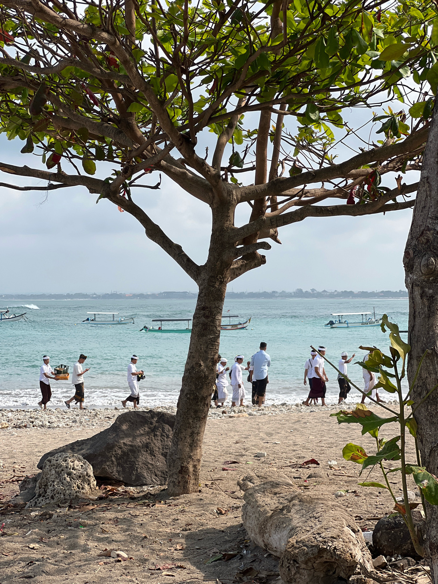 The image depicts a group of people walking along the beach in Kuta, Indonesia. The group appears to be participating in a religious ceremony, as several individuals are wearing traditional white clothing and head coverings. One person is carrying a tray with items, possibly offerings. Other individuals are walking alongside, some with their hands clasped. The beach is lined with several boats anchored in the shallow, turquoise water. The background shows a hazy coastline with buildings and vegetation. The foreground of the image is dominated by a large tree with its branches extending over the scene, as well as rocks and driftwood on the sandy shore. The sky is overcast, suggesting a cloudy day.