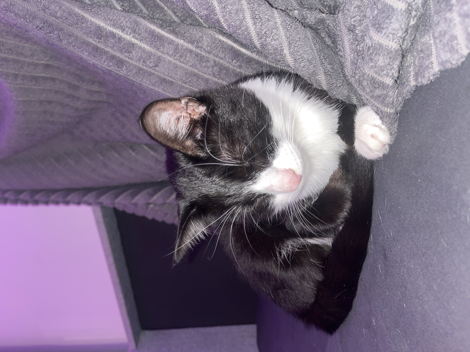 A black and white cat is sleeping on a gray surface under a gray striped blanket. The cat is curled up, with its head resting on its paws. The lighting in the image is dim, with a purplish hue. The location is unknown.