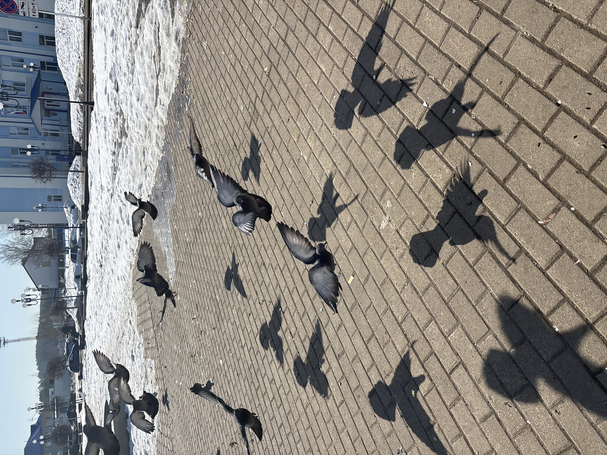 The image shows a street scene in Chaikovsky, Russia, likely during winter or early spring. A brick-paved area occupies most of the foreground, with the shadows of several pigeons in flight clearly visible on the bricks. Some pigeons are in the air, their wings spread. To the left of the frame, there is a snow-covered area, and in the background, there is a light blue building with multiple windows. There are lampposts and bare trees in the background.