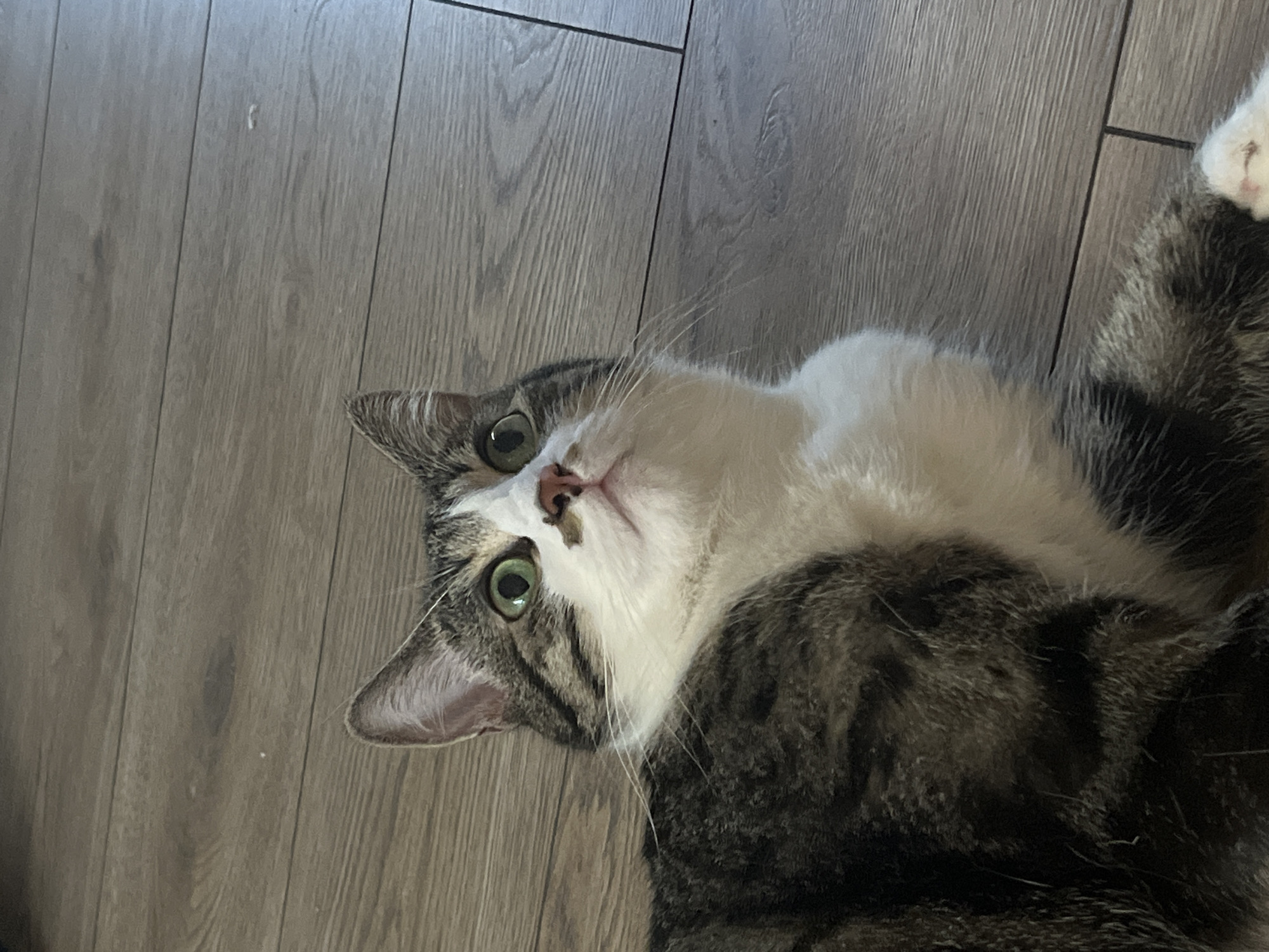 A domestic cat with tabby markings and green eyes lies on a wooden floor. The cat is looking upwards and to the right. The floorboards are a light brown color and run horizontally across the frame. The image appears to have been taken indoors. There is no indication of the location within the city of Fresnes, France.