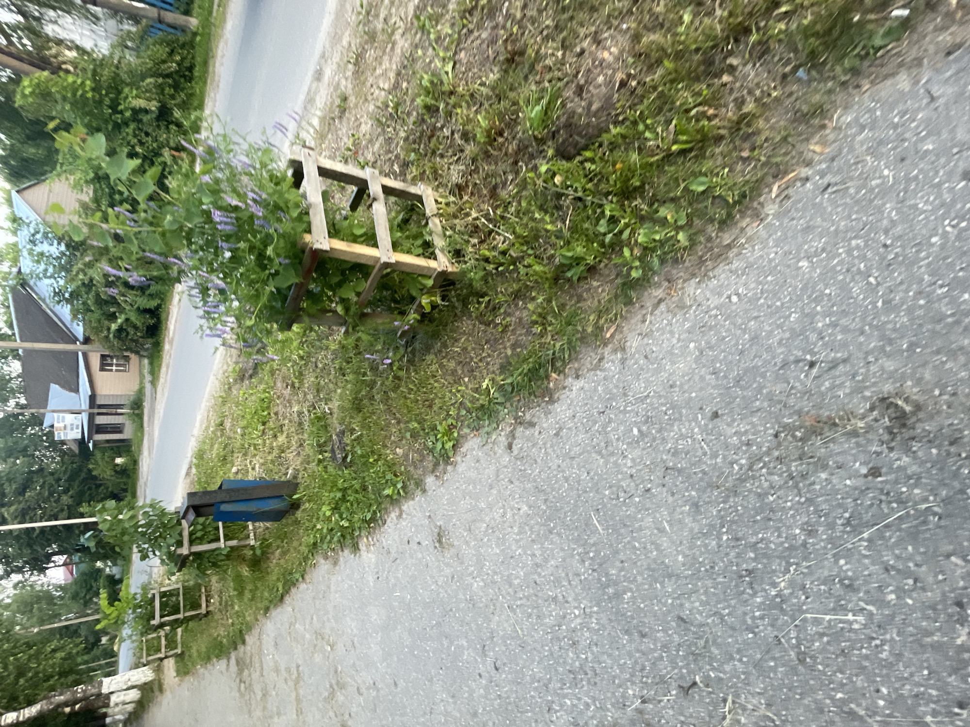 The image shows a residential street in Krasnye Baki, Russia. A paved sidewalk runs along the left side of the image, next to a grassy area with several young trees enclosed in wooden cages. Further down the grassy area, there is a blue trash receptacle. A paved road is visible to the right of the grassy area, with houses and trees lining the opposite side of the road. The lighting suggests it is late afternoon or early evening.