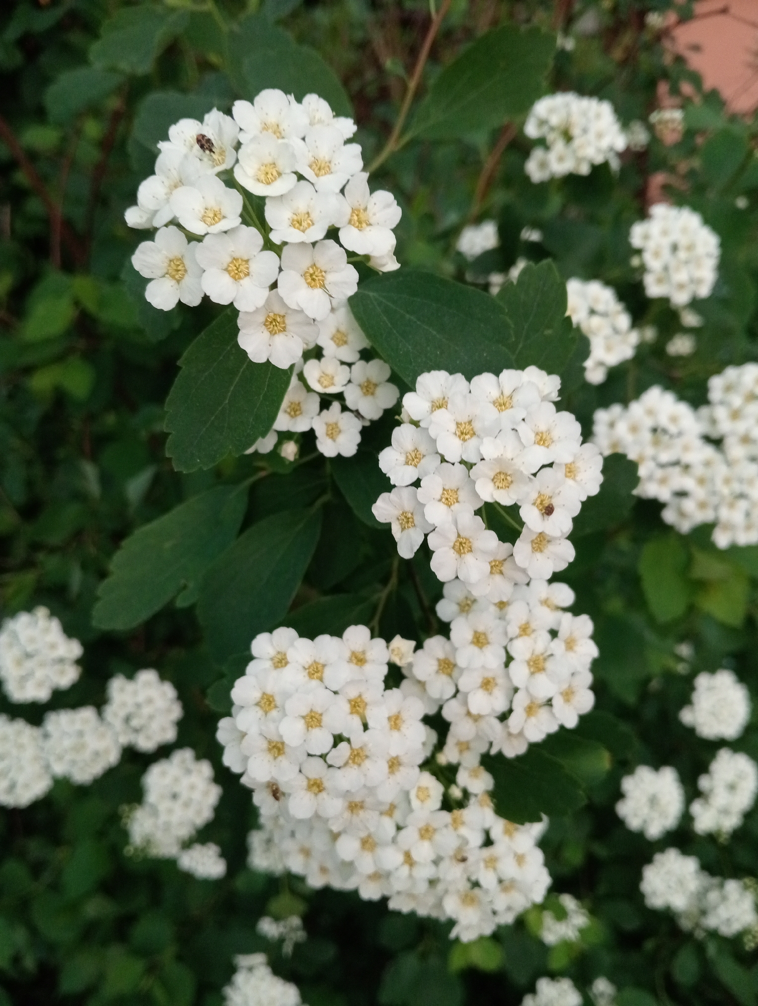 The image features clusters of small, white flowers with yellow centers, possibly spiraea, set against a background of green leaves. An insect is visible on one of the flower clusters. The location is unspecified.