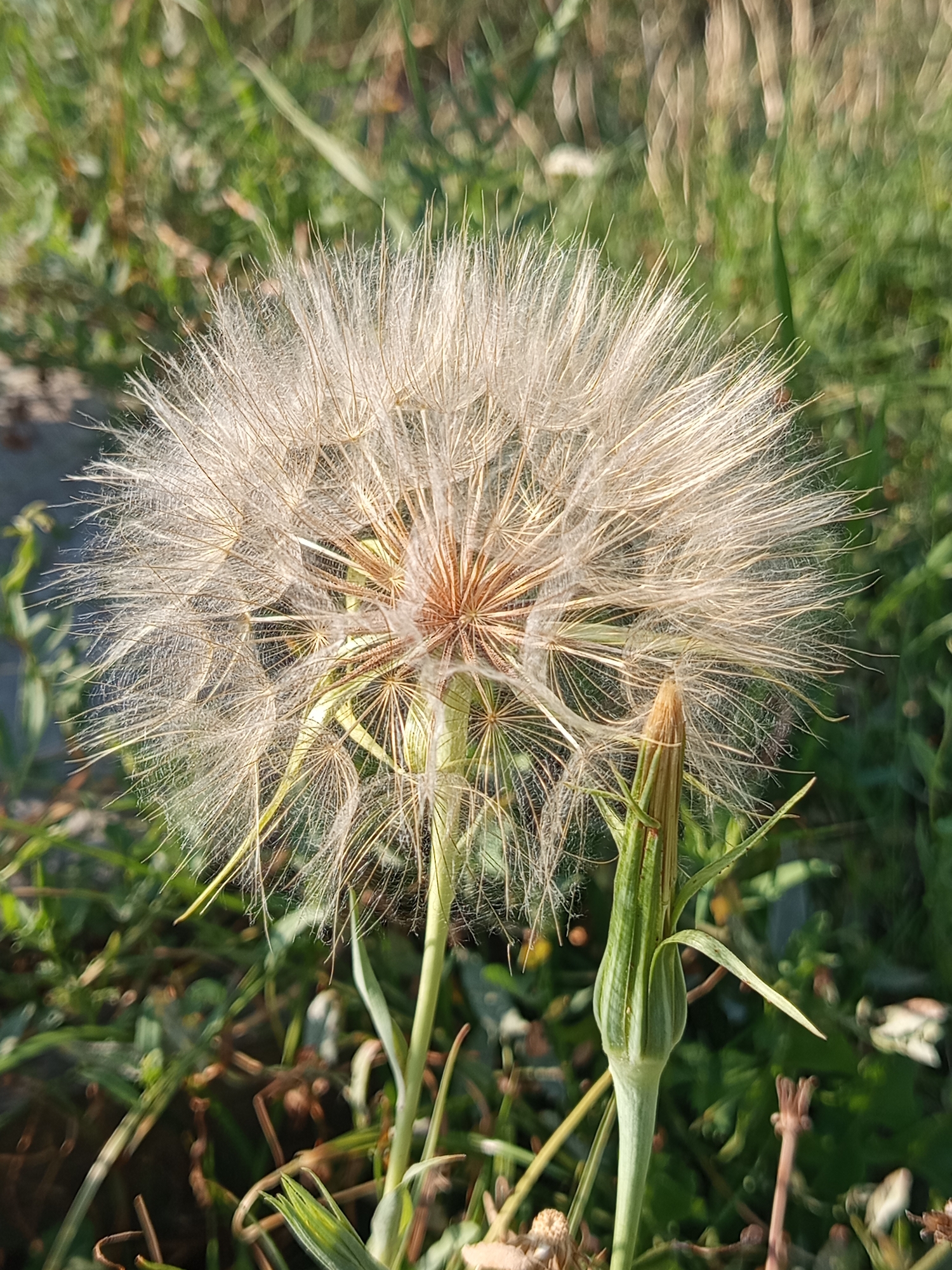 A close-up, vertical shot focuses on a large, fluffy dandelion seed head. The seed head is predominantly a light tan color with delicate, feathery filaments radiating outwards. At the base of the seed head, a green, unopened bud is visible, its structure showing ribbed patterns. The background is blurred, consisting of green grass and other vegetation, suggesting an outdoor natural setting. The lighting appears to be natural daylight, casting soft shadows. The image does not contain any people or urban elements; therefore, its location in Brno, Czechia, cannot be determined from the visual information alone.
