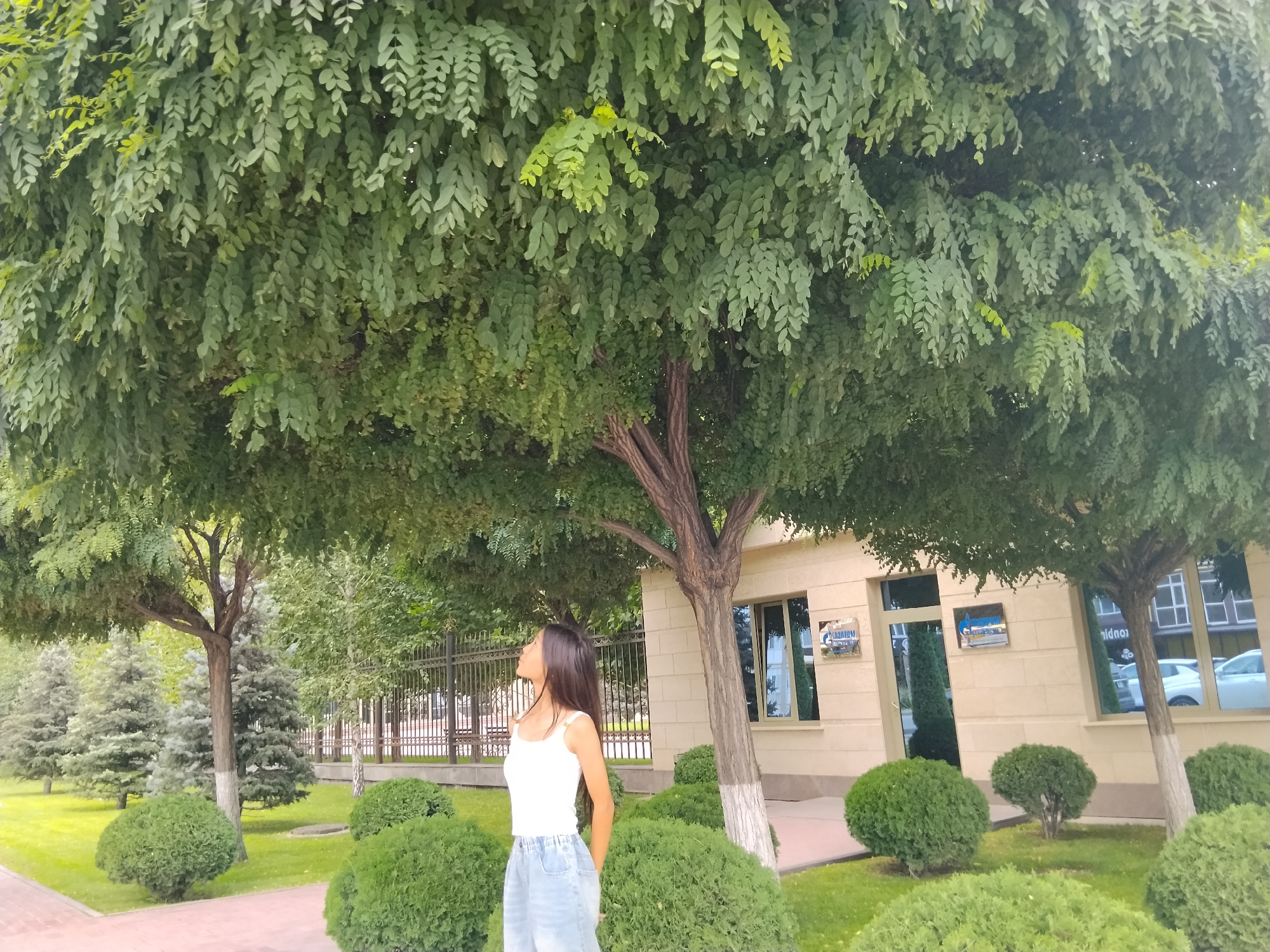 The image depicts a young woman standing in front of a building with a fence and trees. The building appears to be a business establishment, with signage that could indicate a corporate office. The woman is wearing a white tank top and blue denim shorts, and she is looking upwards, seemingly observing the foliage of a large tree that dominates the foreground. The surrounding area is well-maintained, with manicured bushes and a neatly mown lawn. The presence of trees and greenery suggests an urban park or a landscaped area within the city. The style of the building and the fence might offer clues to the specific location within Bishkek City, Kyrgyzstan, such as a government building or a corporate headquarters in a commercial district.