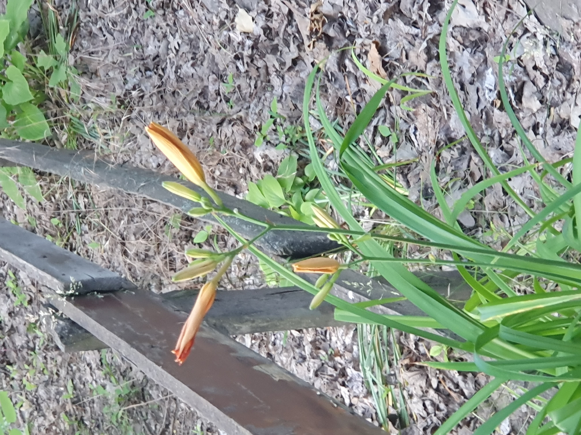 A close-up, eye-level, outdoor shot shows orange daylily buds in various stages of development. Some buds are tightly closed, while others are partially open, revealing delicate orange petals. The plant's long, green leaves are visible, fanning out from the base. In the background, a weathered wooden fence post and loose, dry leaves cover the ground. The scene is softly lit, suggesting overcast conditions or early morning light. The overall impression is one of natural beauty and quiet growth.