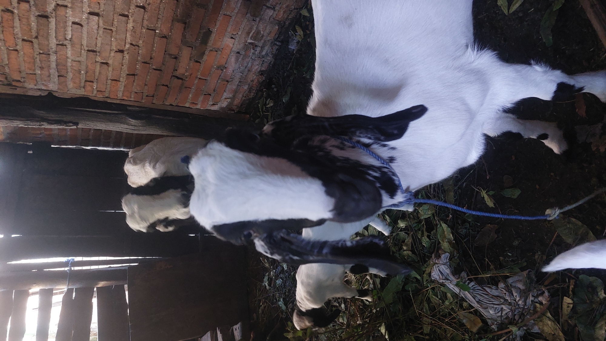 In a dimly lit enclosure, likely a barn or stable, three goats are visible. The most prominent is a white goat with black markings on its head and ears, facing the camera. It has a blue rope tied around its neck. To the left and slightly behind, a younger goat with white and brown markings is seen from the side. Further back, two more white goats are partially visible. The enclosure appears to be constructed of wood and brick, with sunlight filtering in from a gap in the wooden structure. The ground is covered with dry leaves and debris. This scene is consistent with a rural setting in Jatirogo, Indonesia, possibly a farm or a private residence where goats are kept.