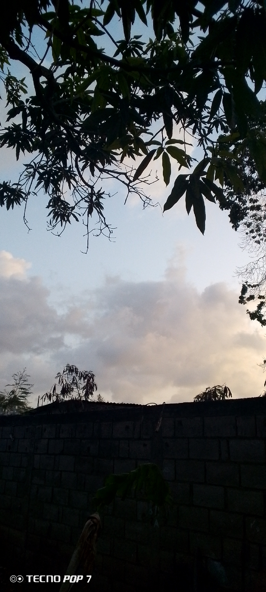 The image depicts an outdoor scene with a dark brick wall in the foreground, a rooftop or fence line, and trees with dark leaves silhouetted against a cloudy sky. The sky transitions from a pale blue at the top to a muted, warm tone closer to the horizon, suggesting either dawn or dusk. Some of the leaves on the trees are visible and appear dark green or black due to the lighting. The wall is made of rectangular bricks and is in shadow. There are a few thin, bare branches from trees extending into the upper part of the frame. The bottom left corner of the image contains the watermark "TECNO POP 7". The scene appears to be in Altagracia, Venezuela.