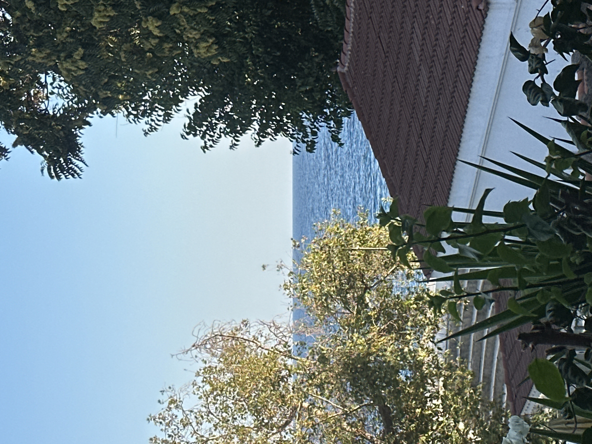 The image shows a view of the Mediterranean Sea from what appears to be a residential area in Antalya, Turkey. In the foreground, there are various plants and foliage, including what look like snake plants and other leafy greenery. Beyond the plants, a terracotta-tiled roof of a building is visible. Further in the background, a body of calm blue water, the Mediterranean Sea, stretches to the horizon, meeting a clear blue sky. Two large trees are positioned on either side of the frame, with one on the left featuring lighter green foliage and bare branches, and the one on the right densely packed with dark green leaves. The overall impression is a tranquil, sunny day with a coastal view.