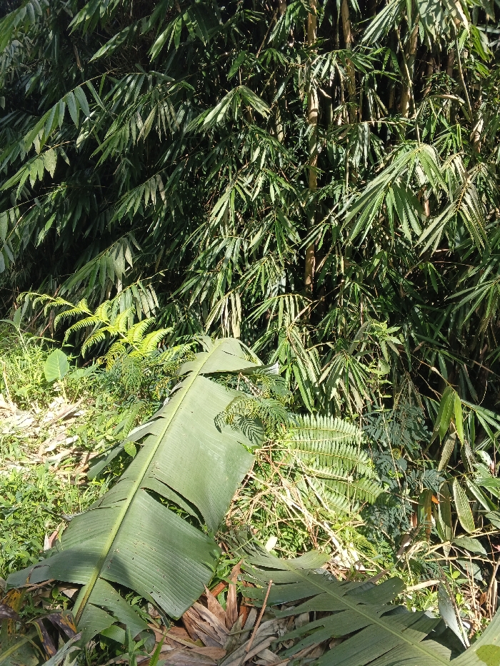 The image displays a dense natural landscape located within Mengzi City, China, under natural daylight conditions. The upper two-thirds of the scene are occupied by a thick growth of vibrant green bamboo, characterized by numerous slender leaves and visible bamboo culms, with intermittent shadowed areas. In the lower foreground, ground-level vegetation is prominent, featuring a large, elongated, dark green banana leaf positioned diagonally, which shows evidence of minor tears. Surrounding this leaf are smaller green ferns and various other herbaceous plants, intermingled with some dried brown plant debris. No individuals, animals, or artificial structures are present within the frame.