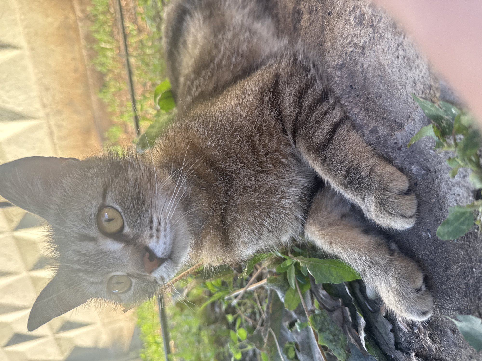 A medium shot captures a tabby cat lying down outdoors. The cat has striped grey and brown fur, with large, alert yellow eyes. Its paws are resting on a concrete surface, and its body is partially obscured by green foliage and dried leaves. In the background, a textured concrete fence is visible, bathed in sunlight. The scene appears to be in a residential outdoor area, possibly a backyard or garden, in the city of Orenburg, Russia. There are no people present in the image, and the cat is the sole subject.