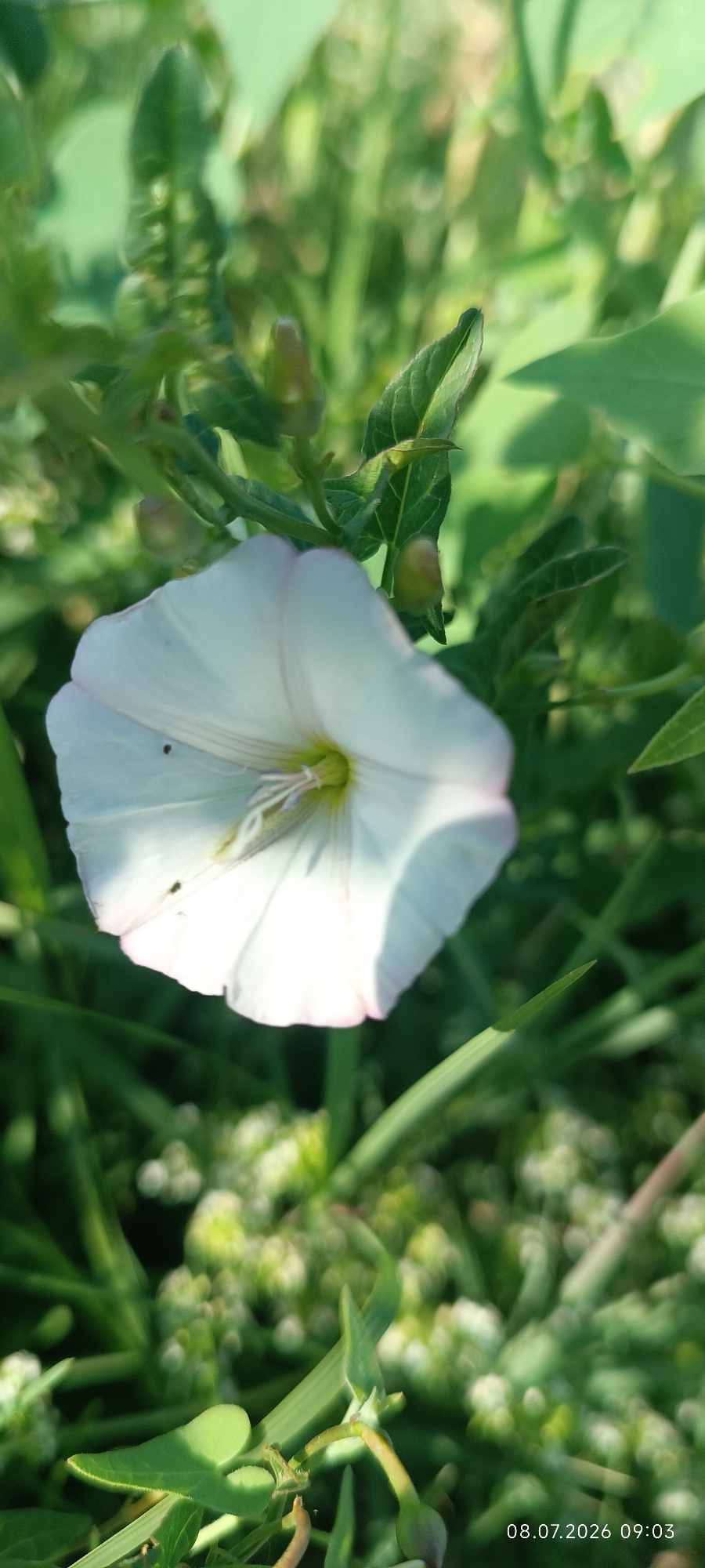 The image shows a close-up of a white bindweed flower in Reni, Ukraine. The flower is in focus, with its trumpet-shaped petals slightly open. The center of the flower reveals delicate white stamens and a light green pistil. The flower's edges are tinged with a faint pink hue. Surrounding the flower is lush green foliage, with some leaves and flower buds visible. The background is blurred, creating a bokeh effect with soft green and white highlights, suggesting a natural, outdoor setting. The image also contains a date and time stamp in the bottom right corner: "08.07.2026 09:03".