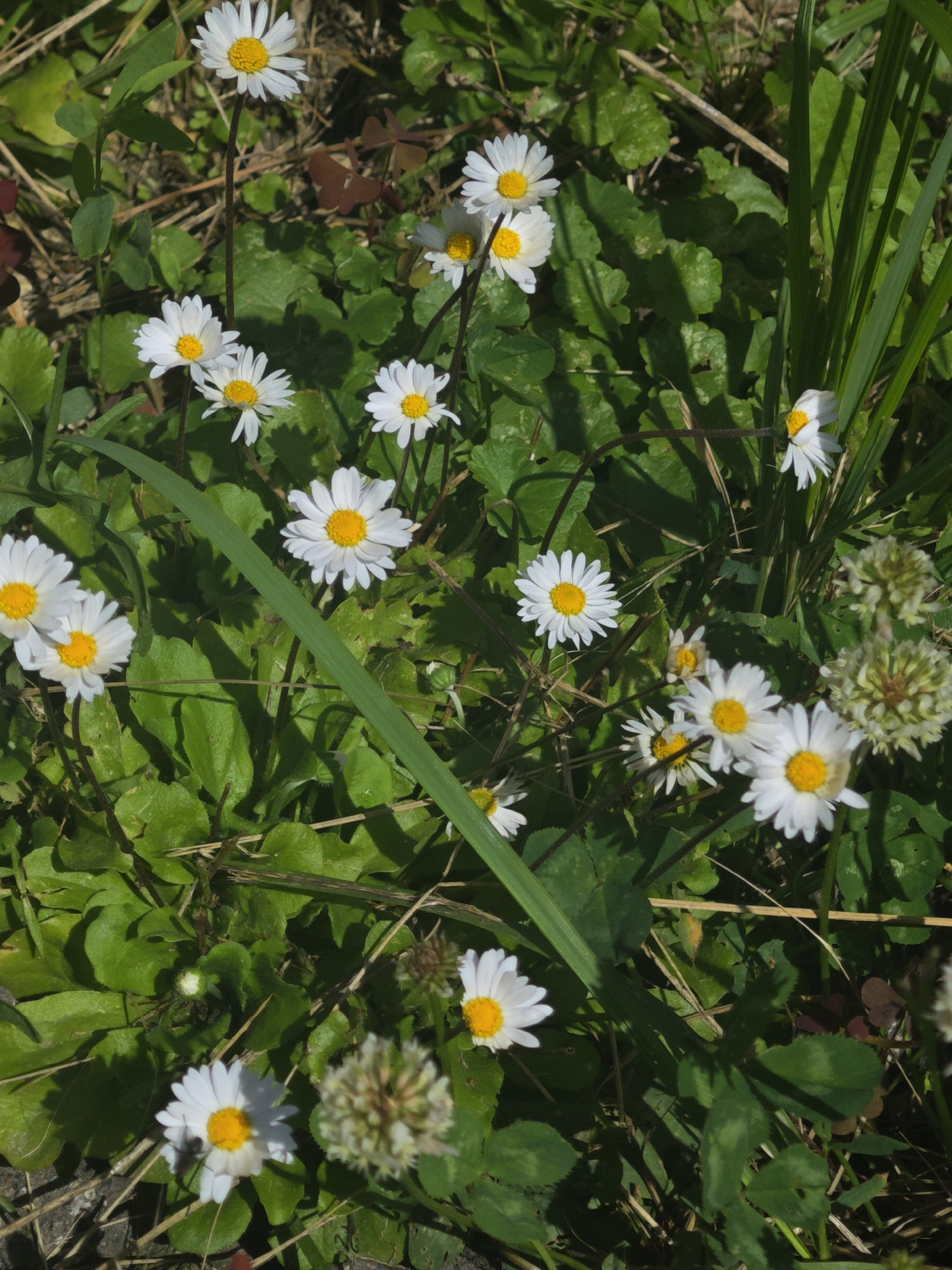 The image shows a close-up view of a cluster of common daisies (Bellis perennis) growing in a grassy area. The daisies have white petals and yellow centers, and they are surrounded by green leaves and some dried grass stems. The sunlight highlights the flowers and creates shadows on the ground. There are no people or any discernible structures in the image. The setting appears to be a natural outdoor environment.