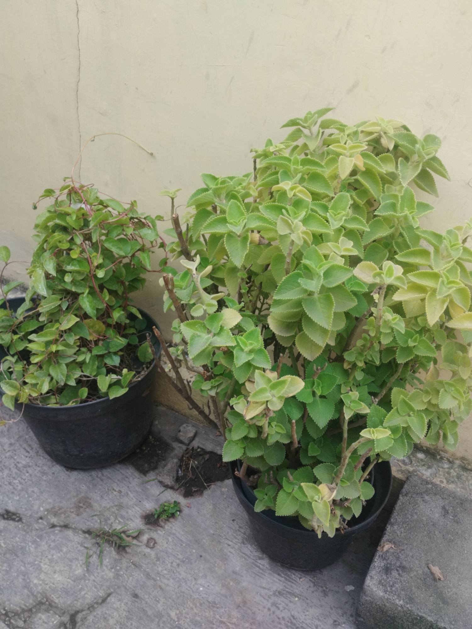 The image depicts two potted plants on a cracked concrete surface, set against a pale yellow wall. The plant on the left, in a black pot, is a bushy vine with small, green, heart-shaped leaves and thin, reddish stems. A thin tendril arches upwards from the plant towards the wall. The plant on the right, also in a black pot, is larger and more upright, with fleshy, serrated, light green leaves that grow in clusters. Its stems are thicker and browner, with some broken ends visible. The concrete ground shows signs of wear, with small pebbles, dirt, and a patch of weeds growing near the base of the left pot. A larger, dark grey concrete block is positioned to the right of the rightmost plant. The overall scene suggests an outdoor setting, possibly a backyard or patio area in a city like Surabaya, Indonesia, given the climate and architectural elements. There are no people or animals visible in the image.