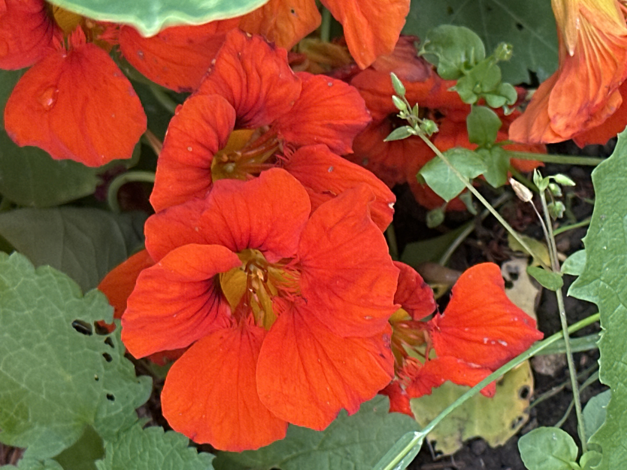 A close-up, overhead shot showcases several vibrant orange nasturtium flowers with yellow centers, nestled amongst lush green foliage. The flowers display delicate water droplets on their petals, suggesting a recent rainfall. The surrounding leaves exhibit a variety of textures and some show signs of wear, with small holes and slightly ragged edges. The background consists of dark soil, hinting at a natural or garden setting. The scene appears to be located in Novogorbovo, Russia. There are no people or animals present in the image.