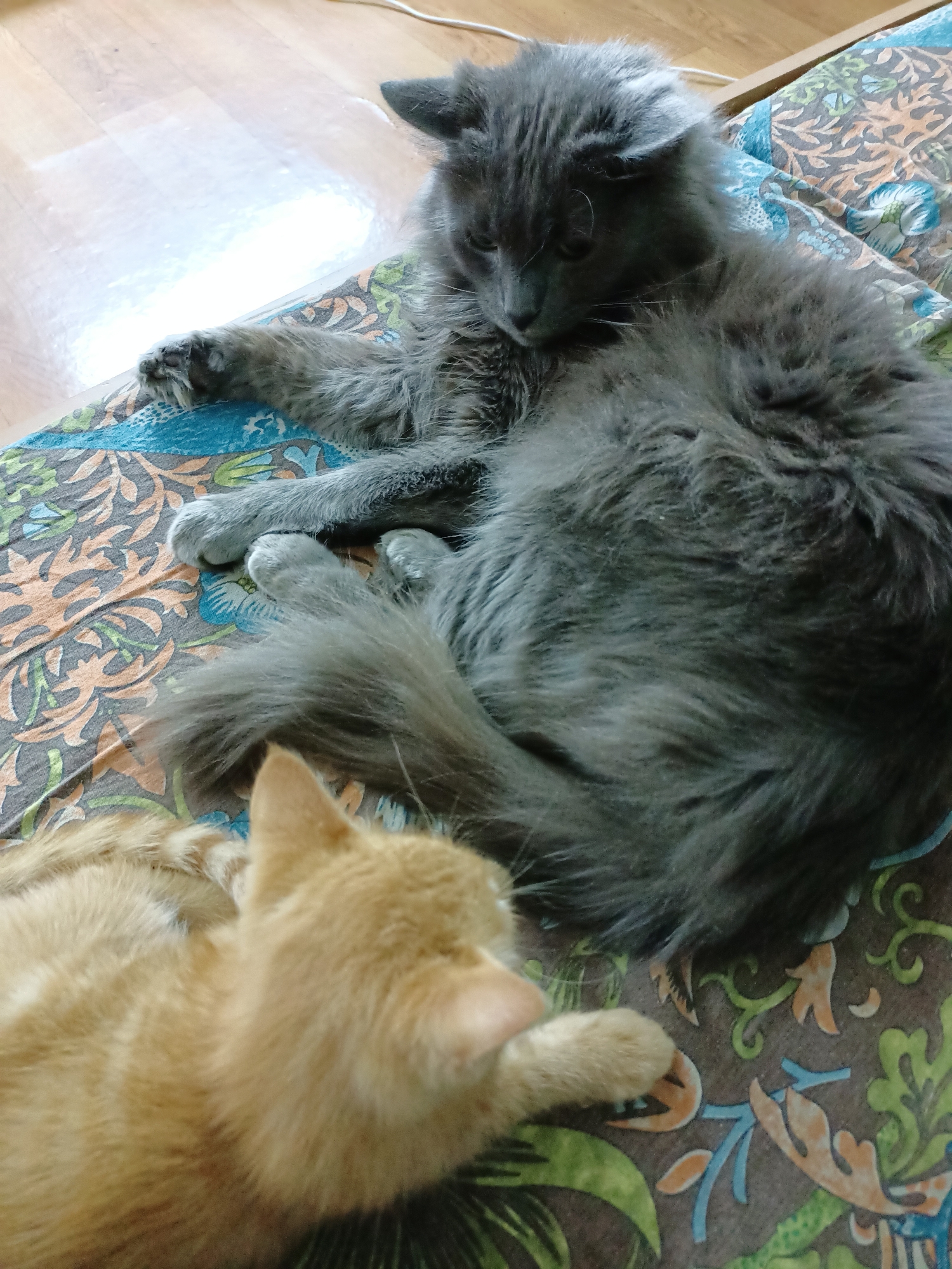 Two domestic cats are resting on a floral-patterned surface. A large, grey, long-haired cat is on its side, partially curled, with its head resting down. In front of it, a smaller, orange tabby cat is curled up, with its head facing left and its paws tucked in. The surface they are on appears to be a cushioned mat or bedspread. The background consists of a wooden floor with light reflections. There is no information in the image to suggest a location in Almaty, Kazakhstan.