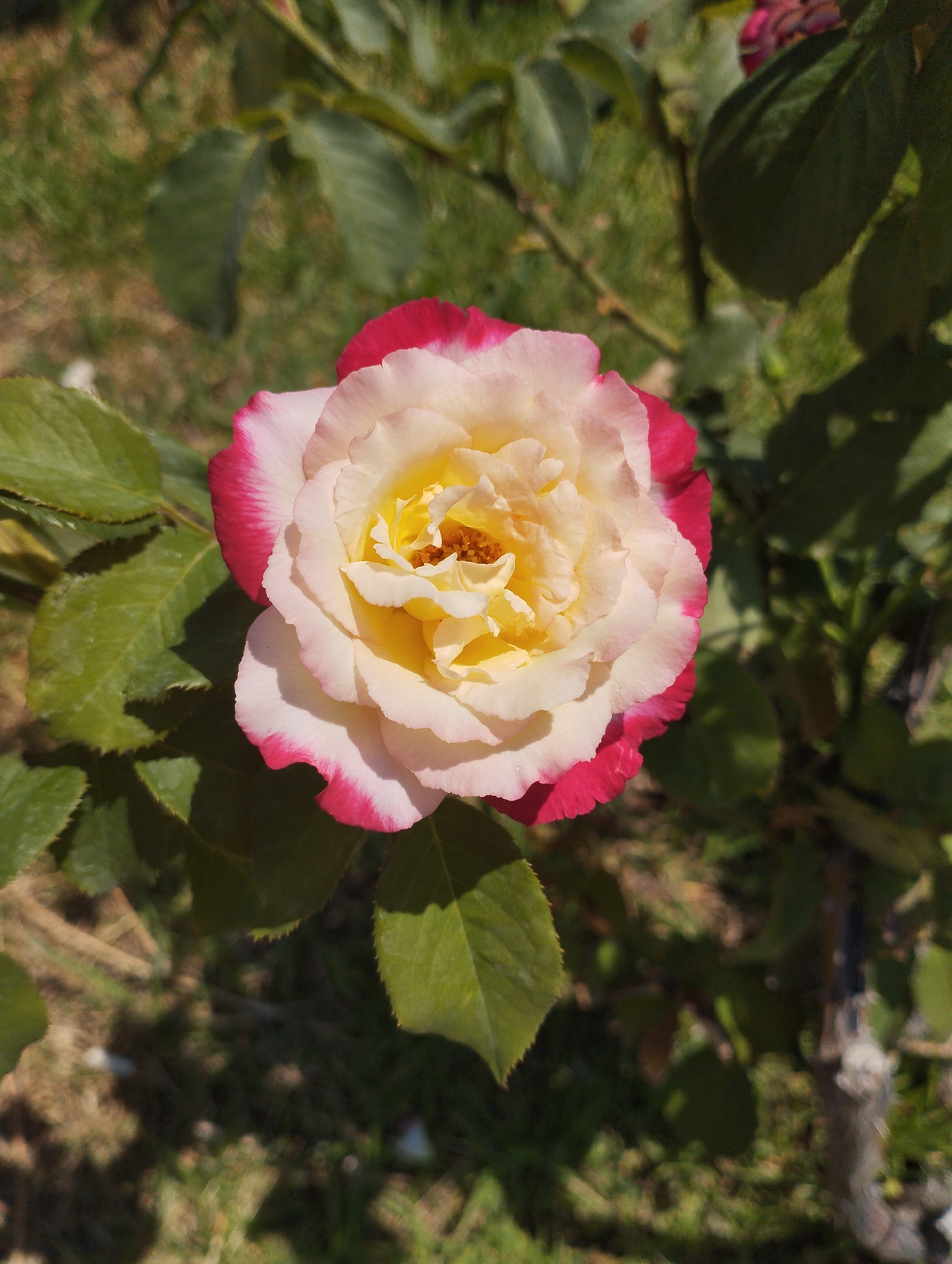 A close-up shot focuses on a bi-colored rose bloom, predominantly cream with vibrant magenta edges. The rose is captured in full bloom, with its petals unfurling to reveal a bright yellow center. Green rose leaves surround the flower, some in sharp focus and others slightly blurred, creating a shallow depth of field. The background consists of more greenery and dappled sunlight, suggesting an outdoor garden setting. No people or man-made structures are visible in the frame, and the environment appears to be a natural or cultivated outdoor space. The lighting indicates it is daytime, with sunlight casting shadows on the leaves and ground. The image is taken from a top-down perspective.