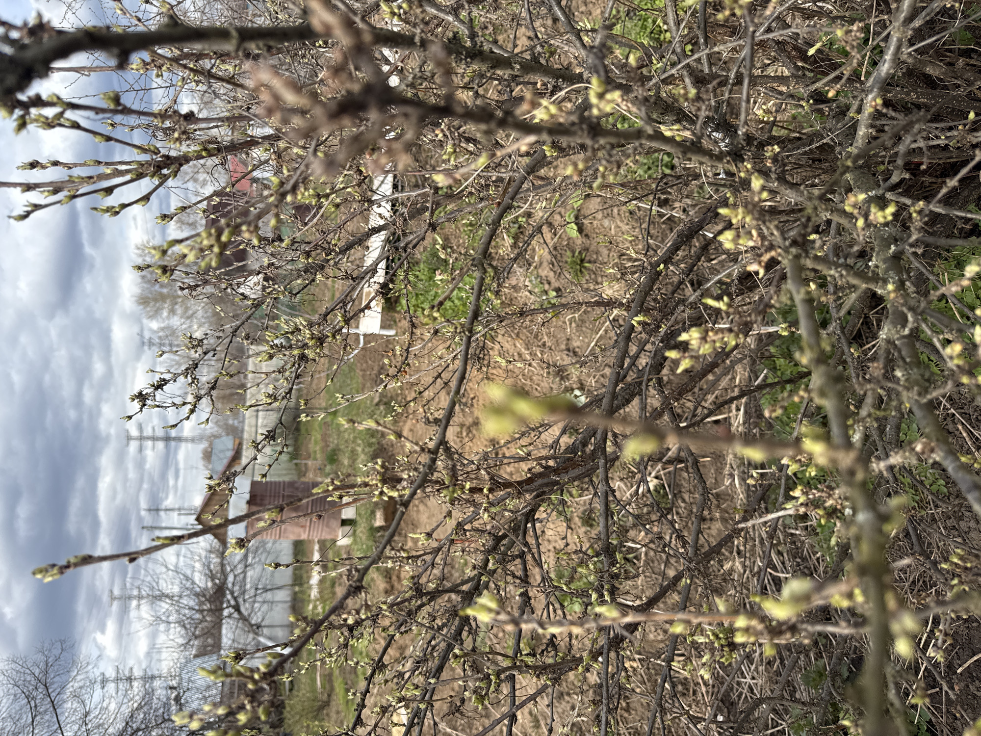 The image depicts a close-up view of a bush or tree with numerous bare branches, adorned with newly emerging light green leaf buds, signaling early spring. The branches, dark brown and tangled, fill much of the frame, with some in sharp focus in the foreground and others softly blurred, creating depth.
The scene is an outdoor landscape, likely in a rural or semi-rural area consistent with Chaikovsky, Russia. In the background, under an overcast sky, a small, simple brown building with a reddish roof is visible. Further in the distance, against the cloudy horizon, tall power lines and electricity transmission towers stand. Other bare trees with nascent buds are scattered throughout the background. The ground visible through the branches appears to be a mix of dry, light brown grass and patches of new green growth and bare soil.
No specific activity or event is taking place; the image captures a moment of nature's awakening. There are no people visible. The time of day is daytime, indicated by natural light, though the sky is predominantly cloudy. No visible text is present in the image. The overall impression is one of quiet transition from winter dormancy to the vibrant growth of spring.
