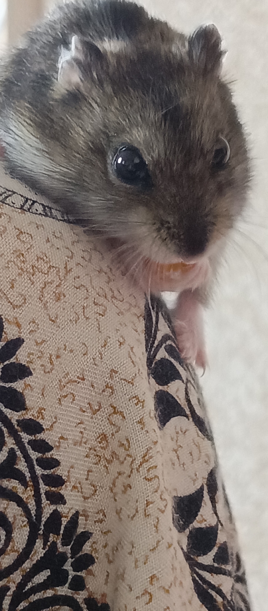 A gray and white hamster is perched on the edge of a patterned fabric surface. The hamster's head and front paws are visible, and it appears to be holding food in its mouth. The background is a plain white wall. The location is Unknown, Unknown.