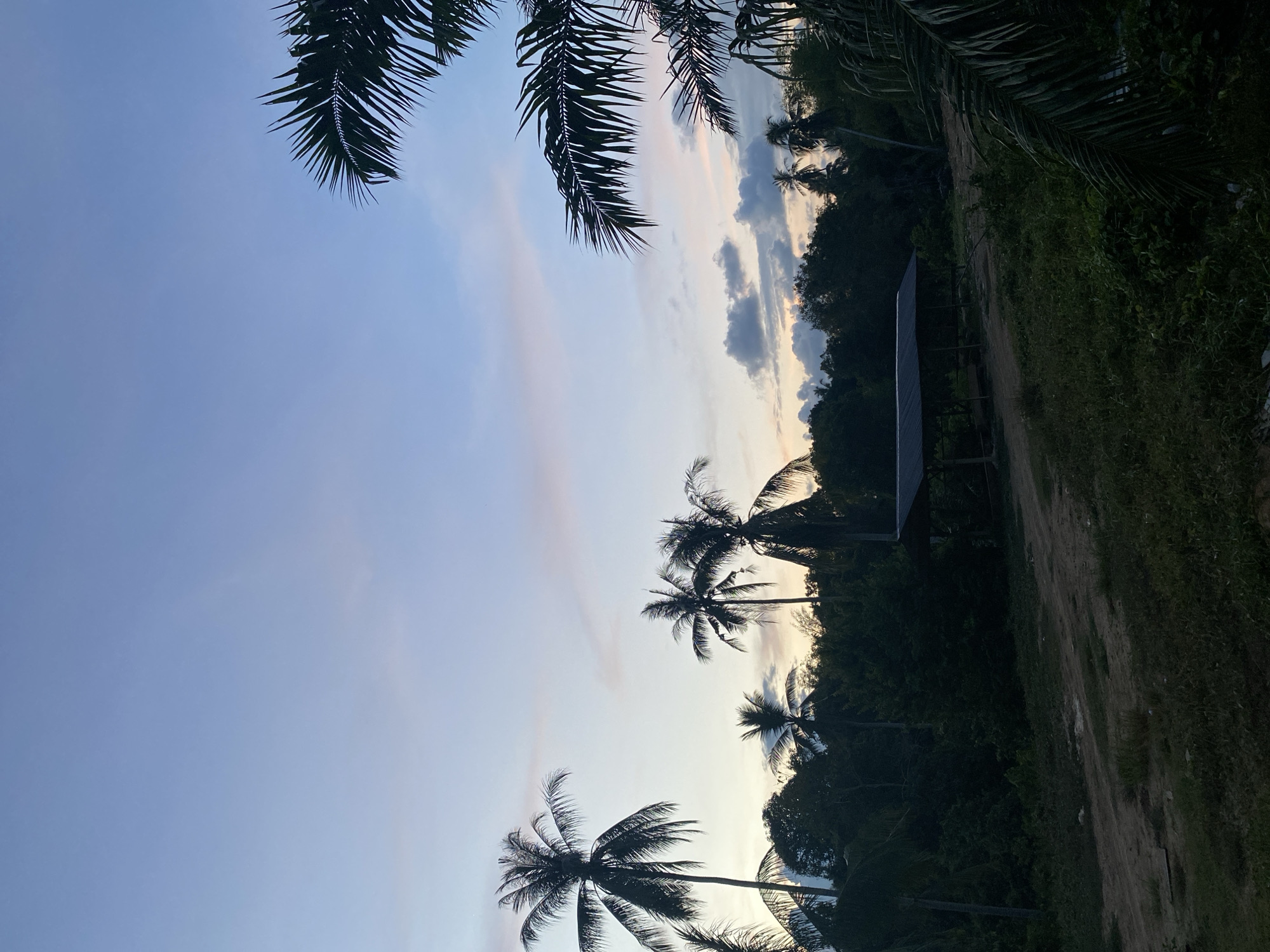 The image captures a landscape in Seuneubok Teungoh, Indonesia, featuring palm trees against a backdrop of a sky with hues of blue and subtle pinks, indicative of either sunrise or sunset. The foreground includes dense vegetation and what appears to be a dirt road or path. A structure, possibly a shelter or bus stop, is partially visible amidst the trees. The scene is bathed in soft, diffused light, suggesting a tranquil, rural setting.