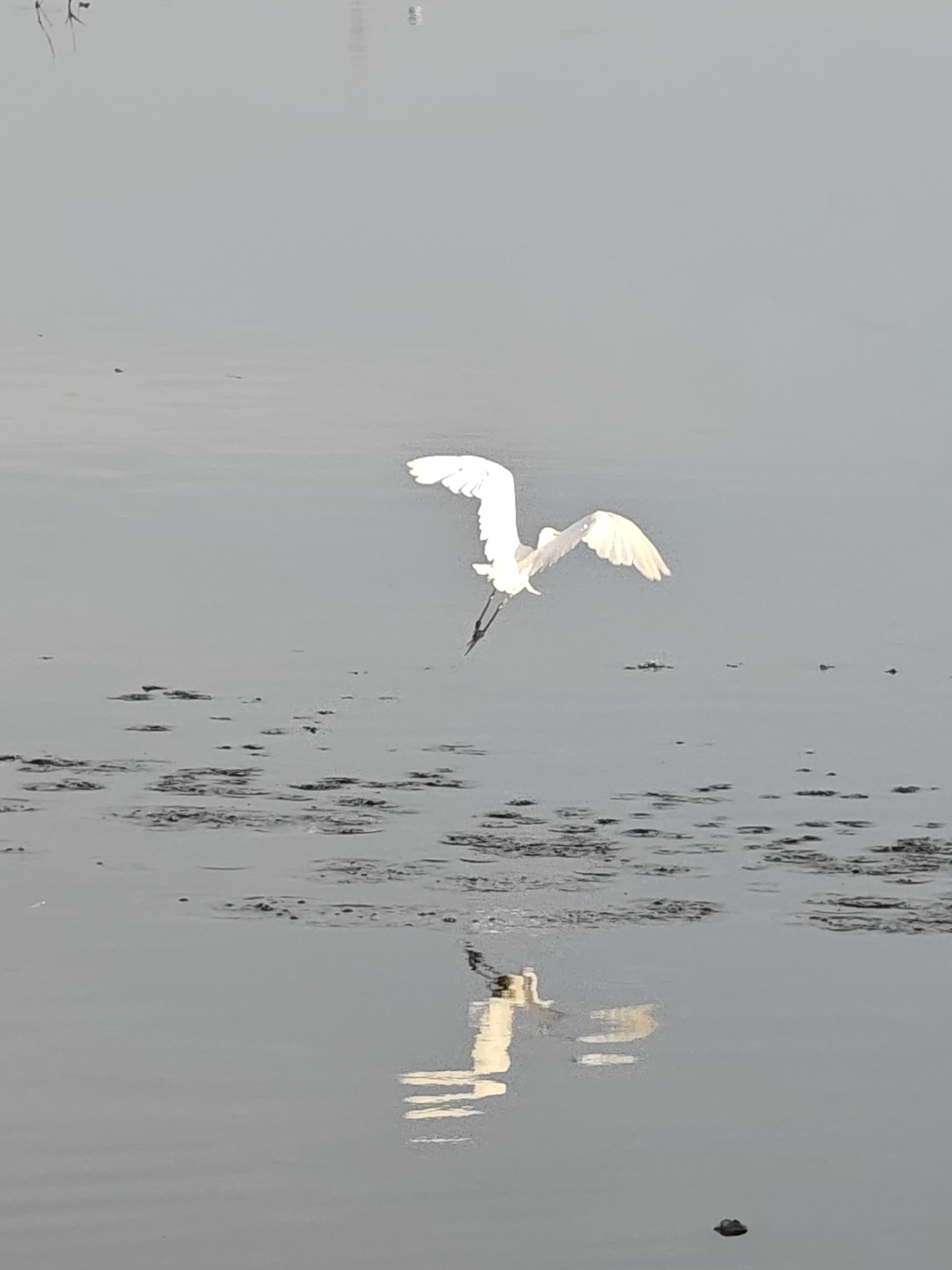 A white egret in mid-flight is captured in a still photograph over a body of water. The bird's wings are spread wide, with its feathers tinged with a pale yellow hue, suggesting either dawn or dusk lighting conditions. Its legs are extended downwards, and its reflection is visible in the calm, gray water below. The water's surface is dotted with dark patches, possibly aquatic plants or debris. The background is a flat expanse of the same gray water, with no discernible landforms or structures in sight, indicating a remote or natural setting. There are no people or other animals visible in the frame. The overall impression is one of serene natural beauty. Given the lack of identifying landmarks, it is not possible to determine if this scene is located within the city of Lhokseumawe, Indonesia.