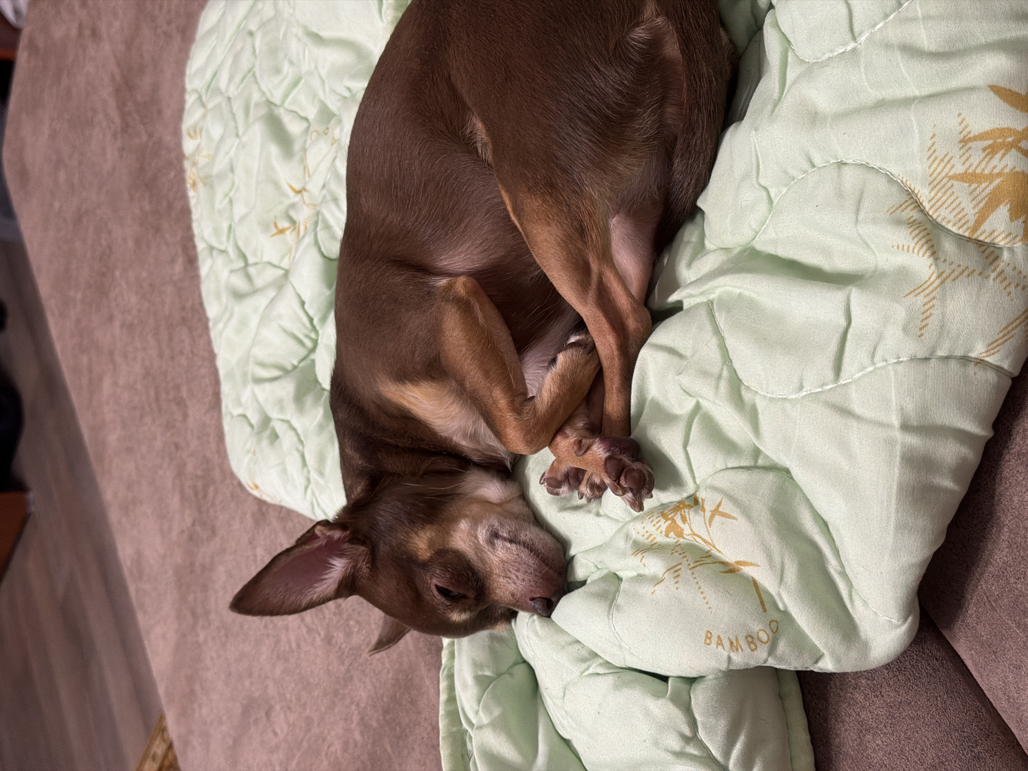 A small brown dog with large ears is sleeping curled up on a light green blanket. The dog is positioned on its side, with its head resting on its paws and its eyes closed. The blanket has a quilted pattern and a design of bamboo stalks. The background shows a textured surface that appears to be a sofa or couch. The scene is indoors, likely in a residential setting.