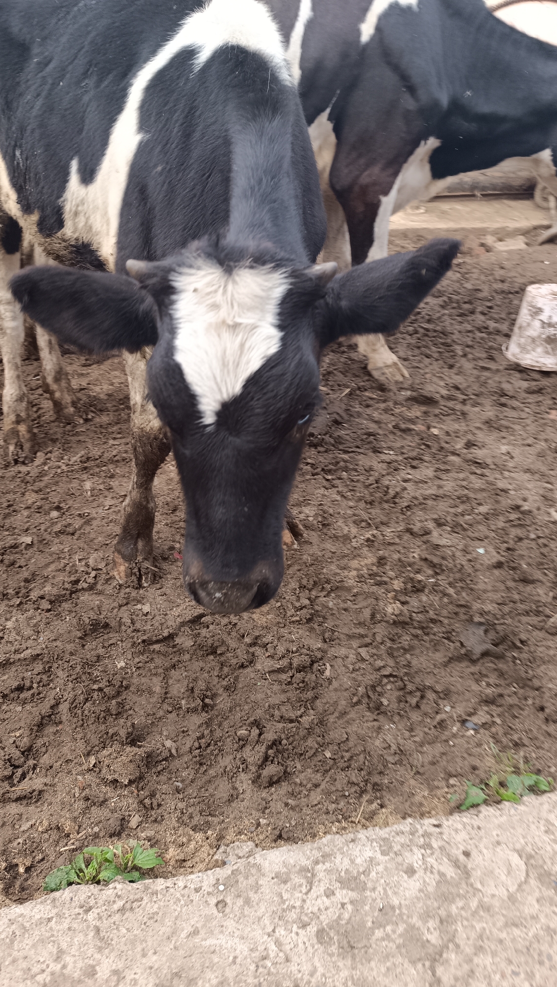 A black and white calf stands in muddy ground, facing the camera. The calf has a white marking on its forehead and black ears. The ground is covered in mud and some sparse green plants. In the background, parts of other cows can be seen, as well as a white bucket. This scene is located in Karsha, Russia.