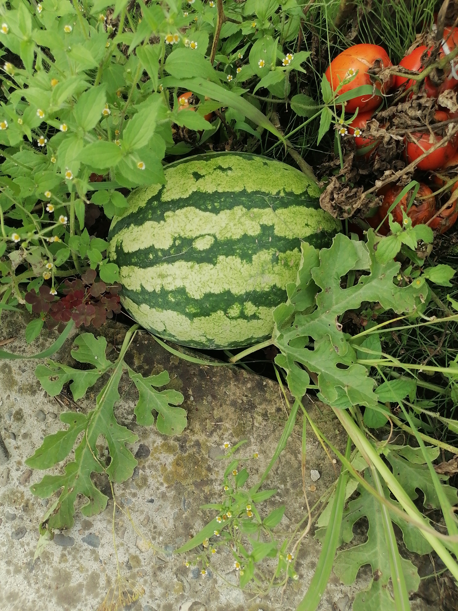 In Novopokrovka, Russia, a single, ripe watermelon rests on the ground, partially obscured by lush green foliage and scattered small white and yellow wildflowers. Its striped rind, a mix of deep green and pale green, is clearly visible. To the right of the watermelon, a cluster of ripe red tomatoes, some appearing slightly shriveled, lie amongst dried leaves and grass, suggesting a garden or patch of land. The ground beneath is a mixture of concrete, soil, and small stones. The scene is captured in an overhead shot.