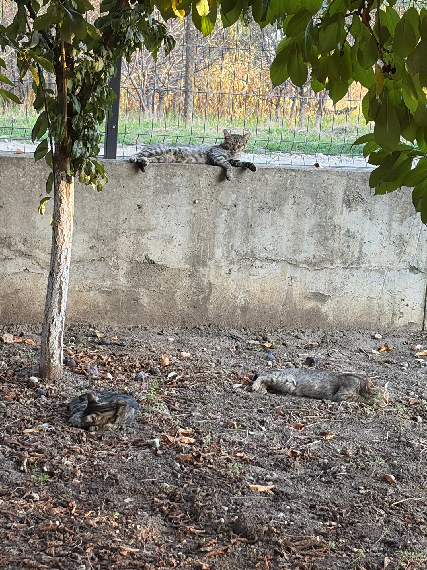 A group of three tabby cats are resting outdoors. One cat is lying on a concrete wall, facing left. Its body is stretched out, with its front paws extended. Another cat is lying on the ground, facing right, with its head resting on its paws. A third cat is curled up on the ground, facing away from the camera. The ground is covered with dry leaves and dirt. There is a small tree to the left of the frame. In the background, there is a fence and some trees. The scene appears to be in a residential area. This image was taken in the city of Oxentea, Moldova.