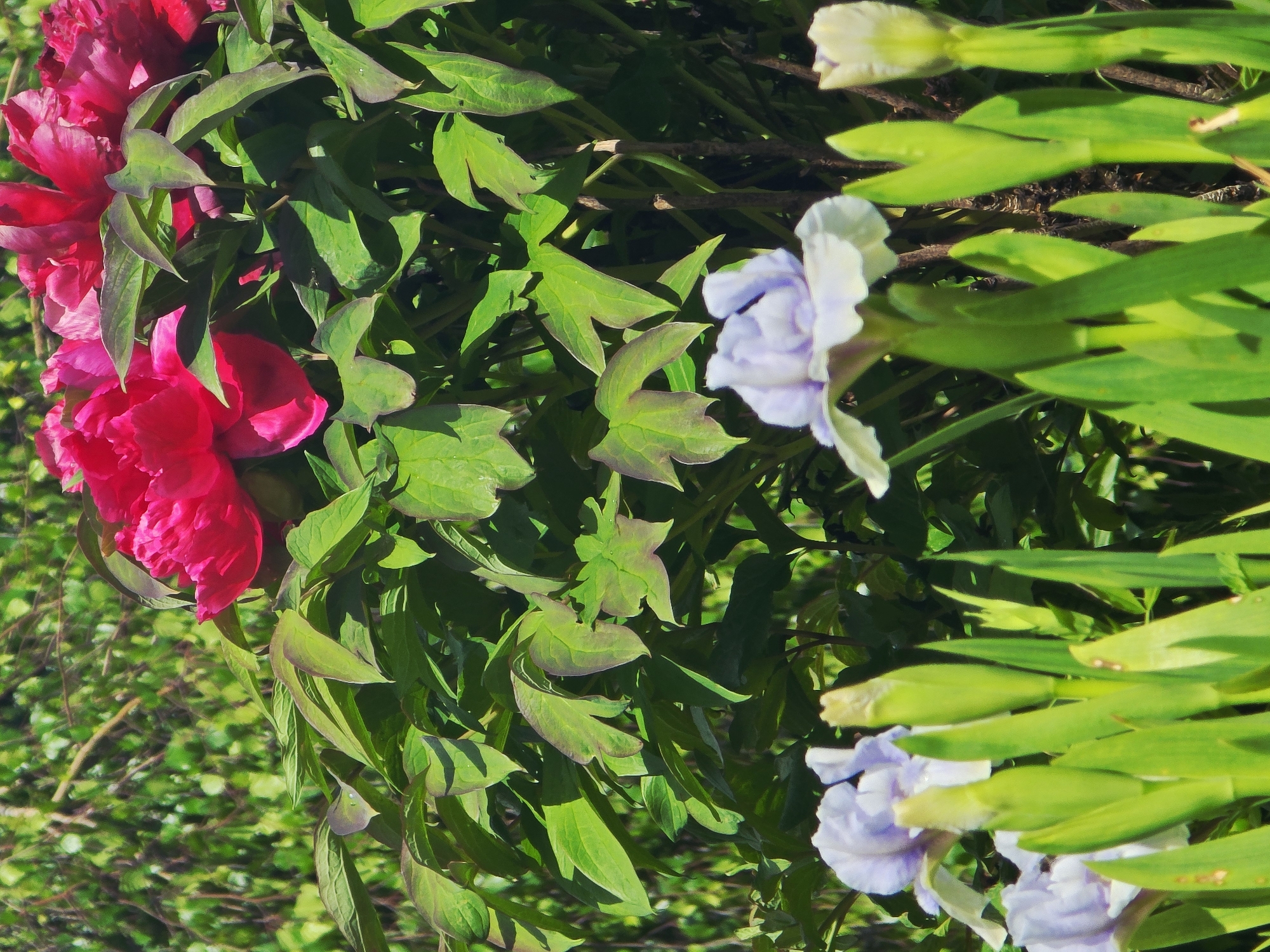 The image shows a close-up of blooming flowers and green foliage, likely in a garden setting. On the left, there are several bright pink peonies with lush green leaves. To the right, there are light purple flowers with long, slender green leaves. The background appears to be more green foliage and perhaps other plants. The image is taken from a close range, focusing on the details of the flowers and leaves. The image may be from the city of Onufrievo, Russia.