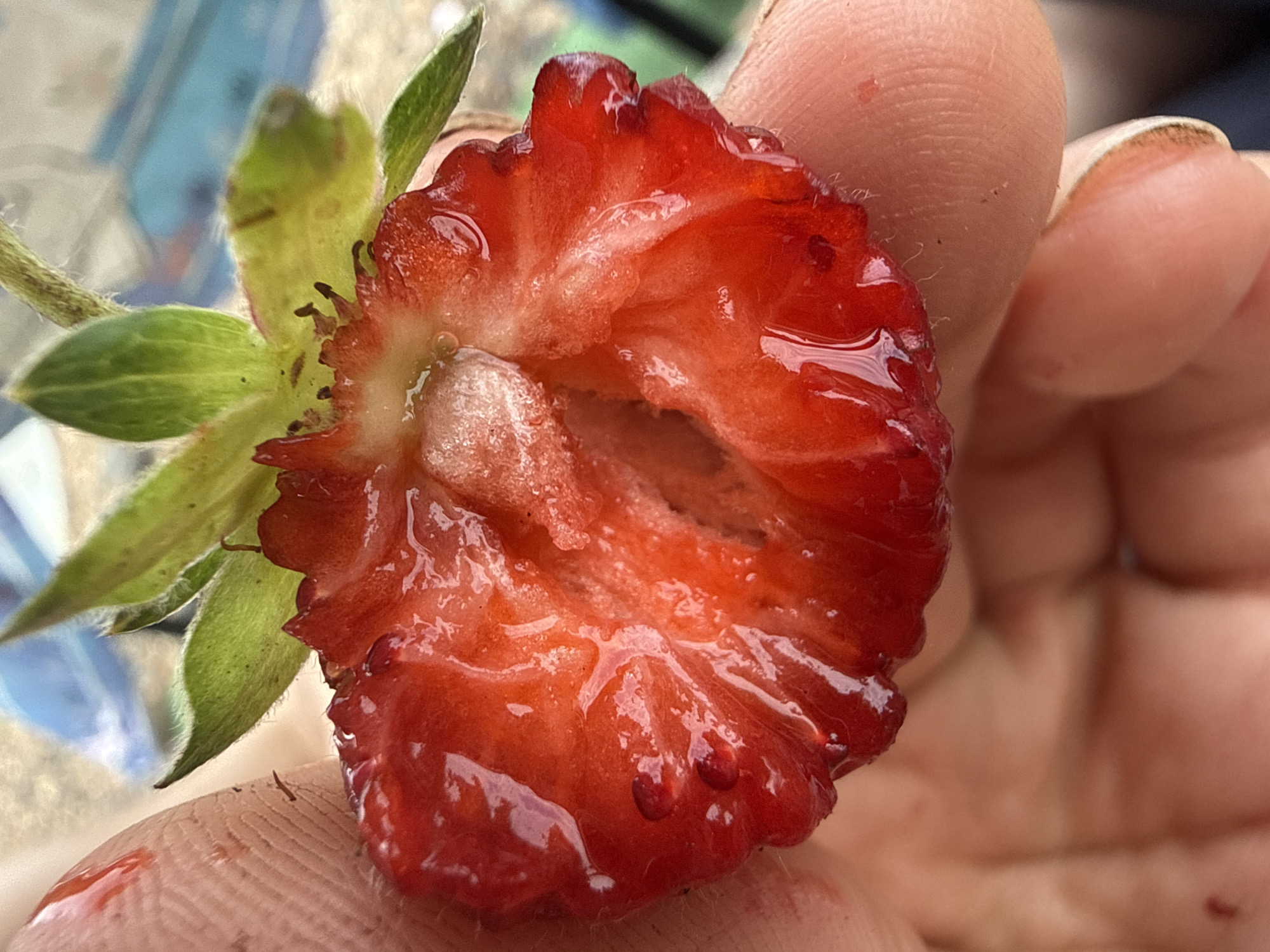 A close-up, top-down shot shows a person's fingers holding a halved strawberry. The strawberry is bright red, juicy, and appears to be recently cut. The seedy inner flesh is visible, as are droplets of juice. Green leaves are attached to the top of the strawberry. The background is blurred, with hints of blue and possibly other objects, but no specific location details can be discerned from the image itself. The image is not specific to Pavlovka, Russia, as there are no identifiable landmarks or contextual elements to suggest this location.