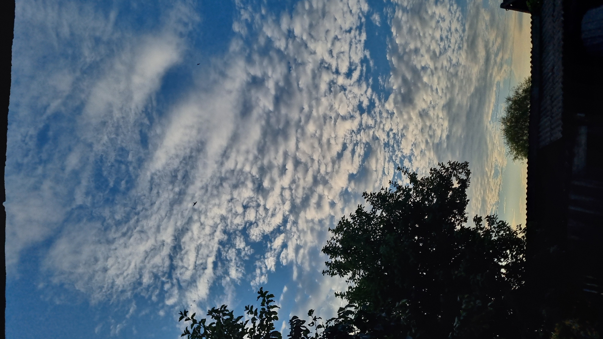 This is a vertical, eye-level outdoor shot of a cloudy sky with silhouetted trees and structures in the foreground. The sky is a bright blue with numerous white, textured clouds scattered throughout, some appearing as streaks and others as scattered puffs. A few dark bird silhouettes are visible against the sky. On the left, the dark silhouette of a large tree with dense foliage takes up a significant portion of the frame. In the lower portion of the image, the dark, silhouetted roof of a building is visible, with power lines running horizontally above it. The background behind the building and trees shows a lighter, hazy sky, possibly indicating sunset or sunrise. The location is identified as Vysokoe, Russia.