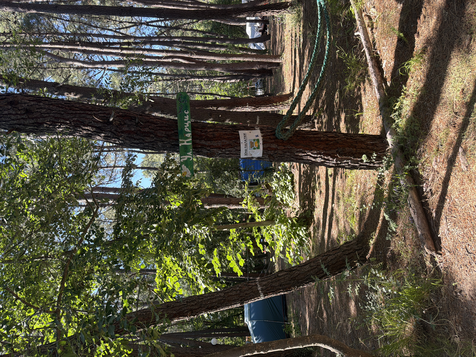 The image depicts a campsite in a forest, likely located in Sozopol, Bulgaria, as suggested by the Cyrillic text on a sign. A tall, weathered tree trunk is the central focus, with two signs attached to it. The upper sign, in green with white lettering, reads "ул. Нарцис" (Narcissus Street), adorned with a white flower illustration. Below it, a smaller white sign with a colorful logo states "ЗОНА ПАЛАТКИ" (Tent Zone). A thick, braided green rope is secured around the trunk and extends out of frame, suggesting a boundary or a recreational feature.
The environment is a sun-dappled pine forest. The ground is covered with pine needles and scattered dry leaves. Sunlight filters through the dense canopy, creating patches of light and shadow on the forest floor. In the background, several other pine trees are visible, creating a sense of depth. To the left, a large, dark green tent is partially visible, indicating it is a camping area. Other tents and possibly a caravan or vehicle are subtly present in the further background, also covered by tarpaulins or canvas. The overall impression is a tranquil, natural setting that has been adapted for camping. There are no people visible in the frame.