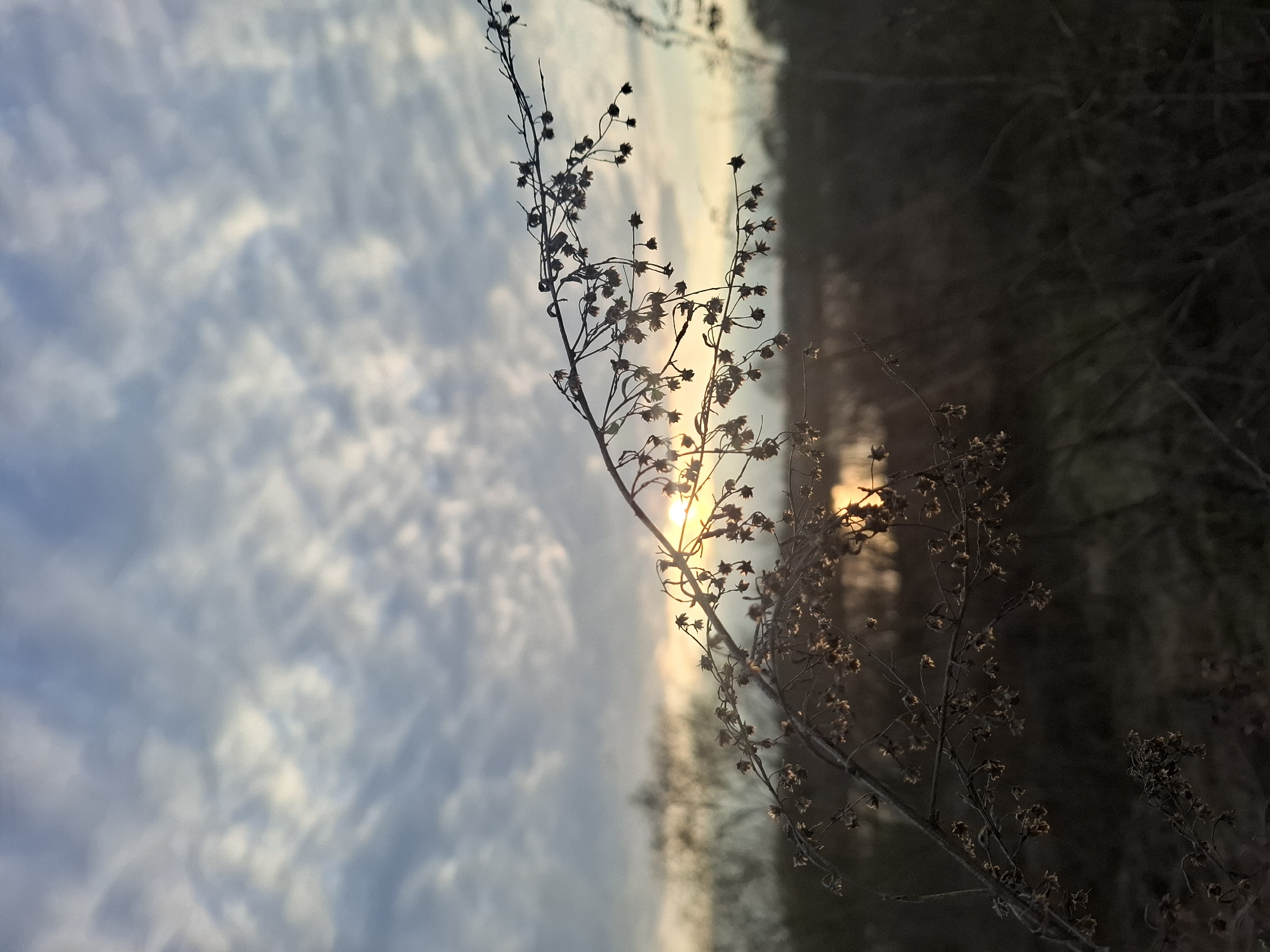 The image captures a natural scene, likely outdoors. A slender, dry branch dominates the foreground, its delicate twigs silhouetted against a backdrop of varied tones. The left portion of the background is filled with a cloudy sky, featuring a mix of white and light blue hues. The right side of the background transitions into darker shades, suggesting a wooded or vegetated area in deep shadow. A faint glow is visible where the branch intersects with the horizon line, implying a sunset or sunrise. No people or specific actions are evident. The location is not specified and cannot be identified from the image.
