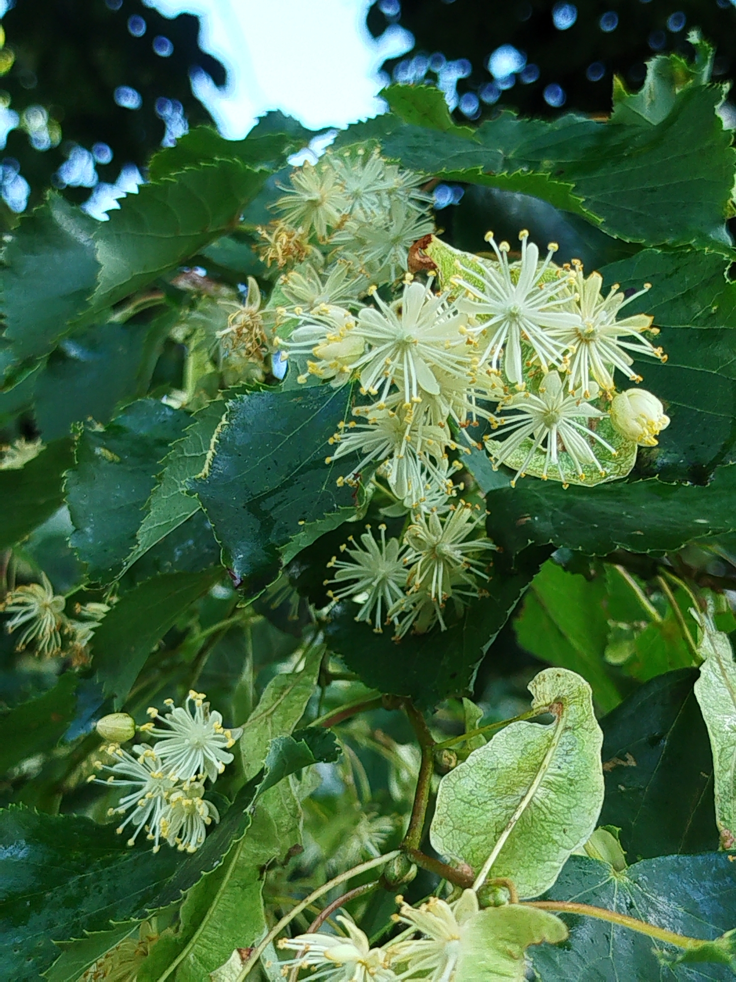 A close-up, vertical, outdoor shot showcases blooming linden flowers and leaves. The flowers are delicate, star-shaped, and a pale creamy white with yellow stamens. They are clustered together, with some buds present. The leaves are a deep green, with serrated edges, and appear somewhat wet, suggesting recent rain or dew. The background is out of focus, showing dappled sunlight filtering through dark foliage, creating bokeh effects of blue and white. This scene is not specific to Navapolatsk, Belarus, but depicts a common natural setting.