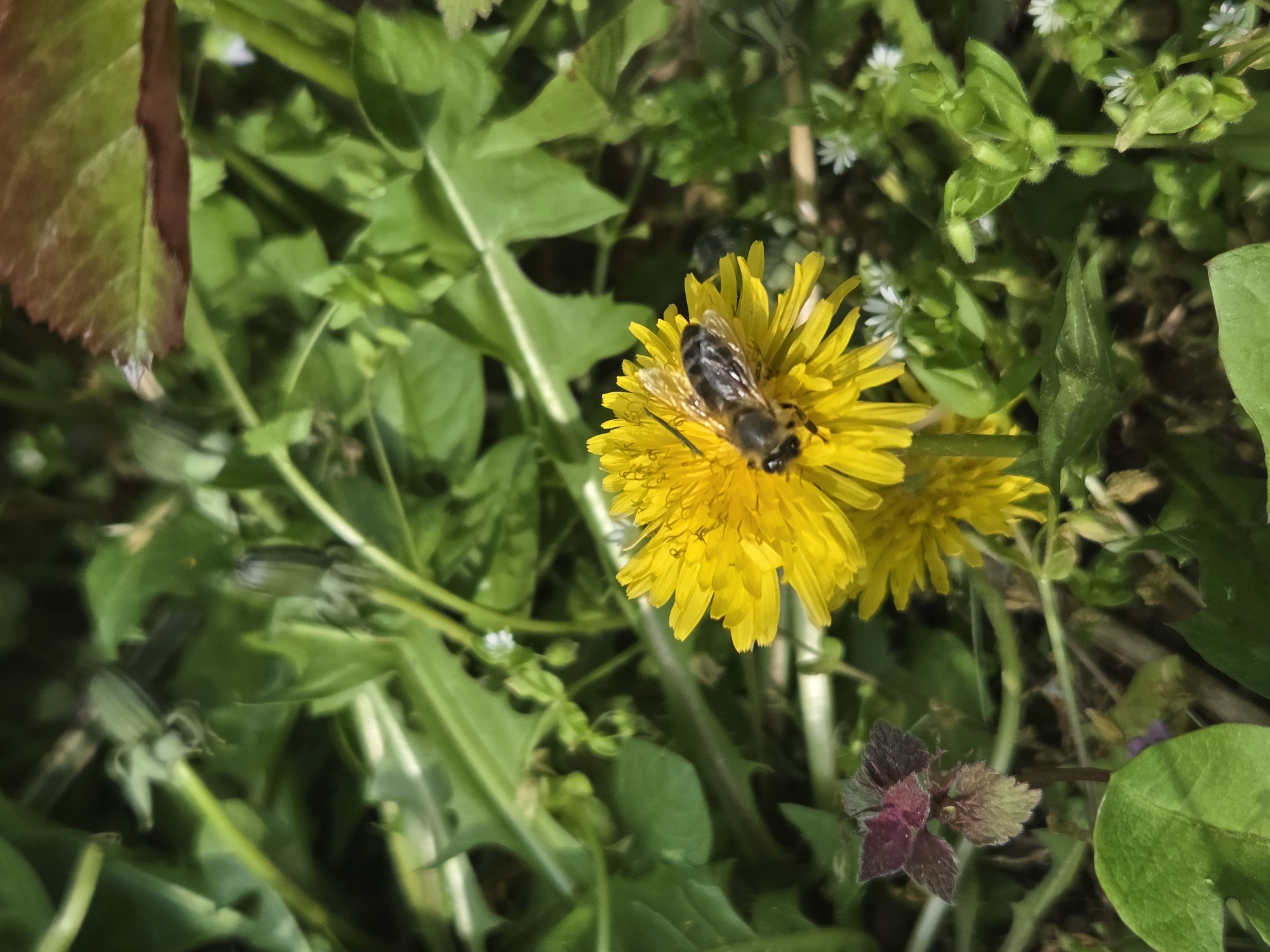 The image captures a vibrant, close-up view of a natural outdoor setting in Balabansko, Bulgaria. The central subject is a small bee, likely a honey bee, positioned atop a bright yellow dandelion flower. The bee appears to be actively foraging, nestled among the flower's numerous florets.
The scene is dominated by various green plants and foliage. Large, serrated dandelion leaves are prominent in the mid-ground and left side of the frame, alongside other verdant stems and leaves. In the upper right portion of the image, clusters of small white flowers, possibly chickweed, are visible among the greenery. Towards the bottom right, a plant with distinctive dark red or purple leaves and flower structures, resembling a type of dead-nettle, adds a contrasting hue to the predominantly green and yellow palette. Unopened dandelion buds can also be seen in the lower left background, hinting at more blooms to come.
The lighting is bright and natural, suggesting it is daytime, likely a sunny morning or afternoon, as indicated by the clear illumination of the subjects. There are no people or man-made objects visible, nor is there any discernible text. The image portrays a tranquil moment of insect activity within a diverse and flourishing plant environment.
