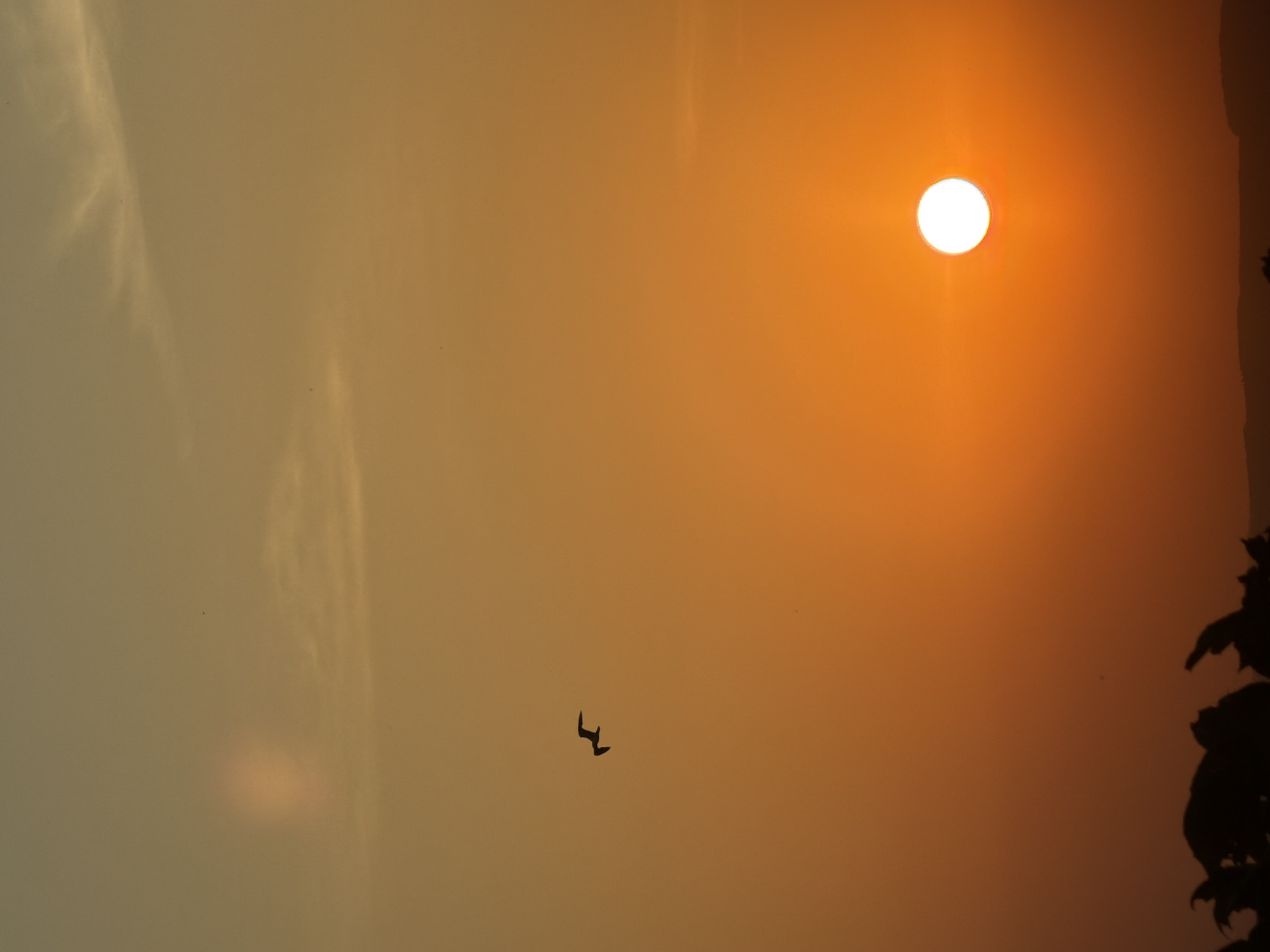 The image presents a golden sunset scene with the sun prominently positioned in the right upper quadrant. The sky transitions from a pale yellow-gray in the lower-left to a fiery orange near the sun. A silhouette of a bird in flight is visible in the lower center, and vague shapes from dark shrubbery can be seen along the right edge of the image. Given the prompt to provide a description relevant to Noviy, Russia, and without further contextual information, it can be interpreted as a generic landscape photograph taken during sunset, where the specific location within the city cannot be conclusively ascertained. There are no visible people or specific landmarks in the scene.