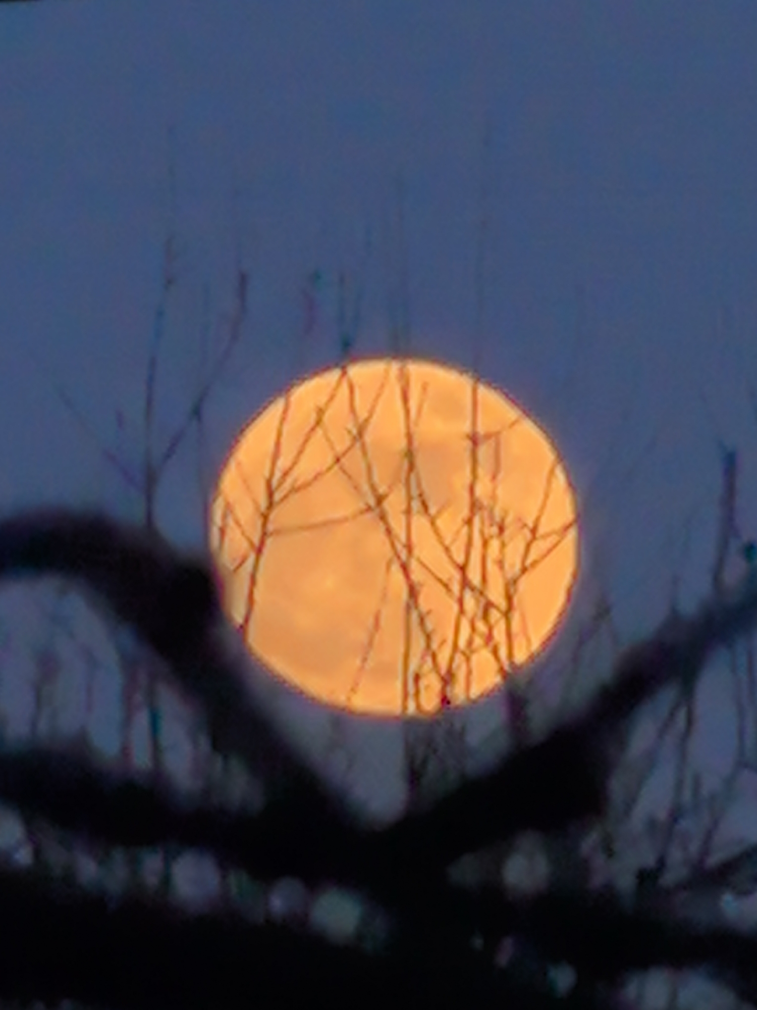 A full moon, tinted orange, is seen through the bare branches of a tree, silhouetted in the foreground. The sky is a deep blue, suggesting twilight or night. The location is unknown in Noviy, Russia.