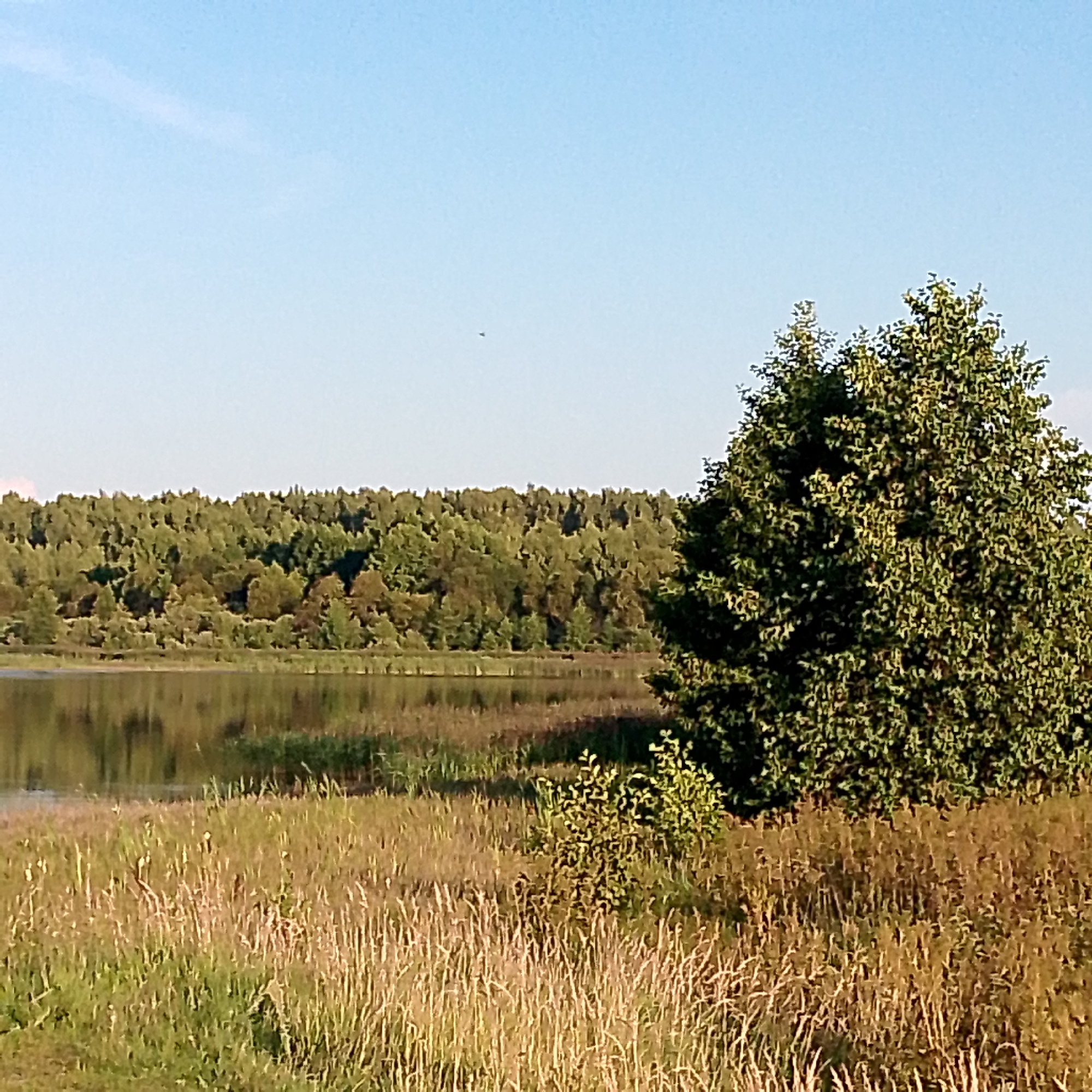 The image depicts a natural landscape with a body of water in the foreground, reflecting a dense forest on the opposite bank. The sky is clear and blue. A large, leafy tree is prominent on the right side of the image, partially obscuring the view of the distant forest. The foreground consists of tall, dry grasses and other vegetation. There is a single dark speck in the sky, possibly a bird. The scene appears to be a serene, undeveloped natural area.