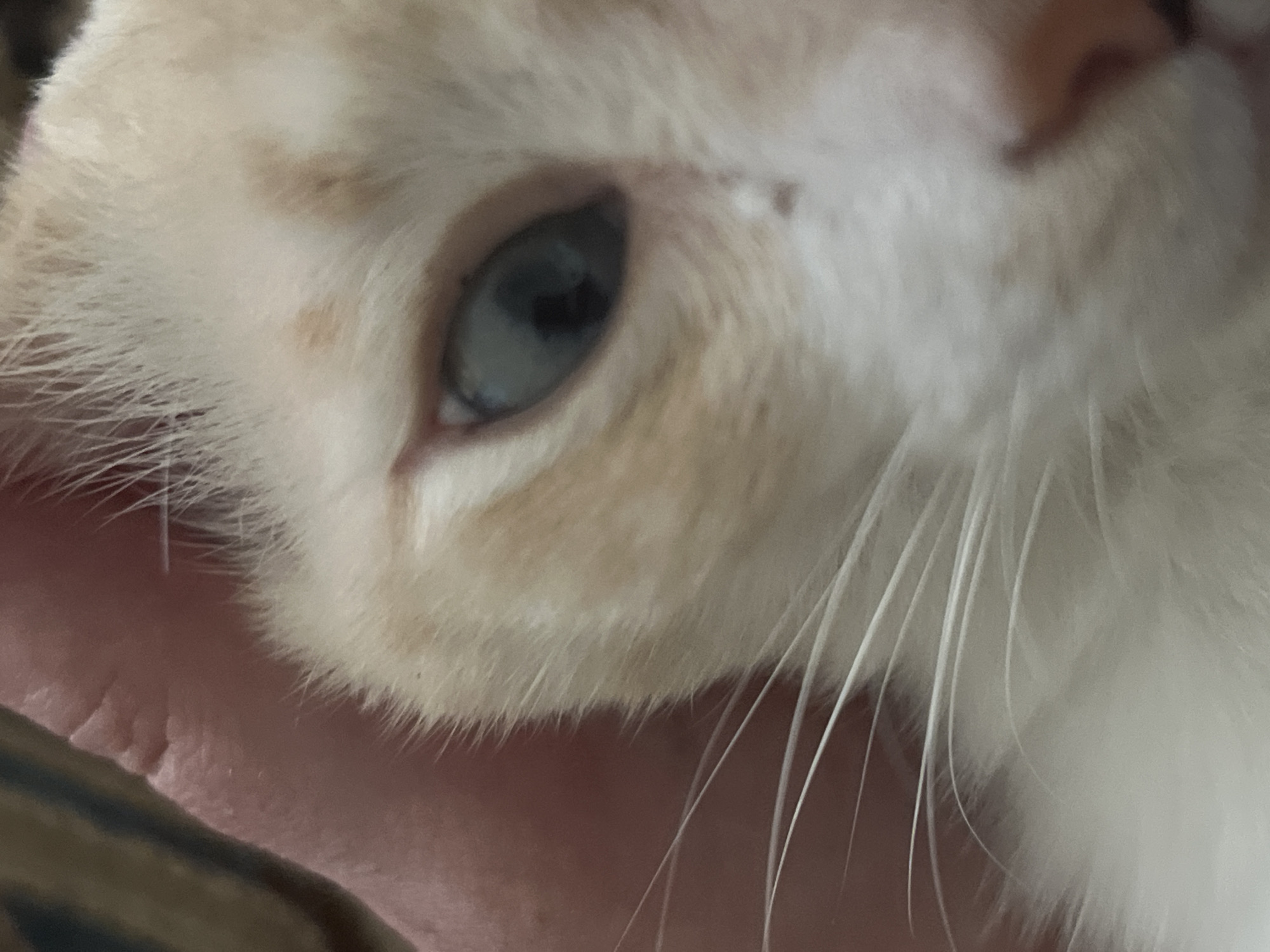 The image is a close-up, macro photograph of a cat's face, focusing on its eye and surrounding fur. The cat has light-colored fur with some ginger markings around its eye. The eye itself is a striking blue-grey color. A human finger, showing wrinkles and skin texture, is visible in the upper left portion of the frame, gently holding the cat's head. The background is a blurred, neutral tone, possibly fabric. There is no identifiable information about the location in Bogushevka, Russia, as the image is a close-up of an animal and a hand.