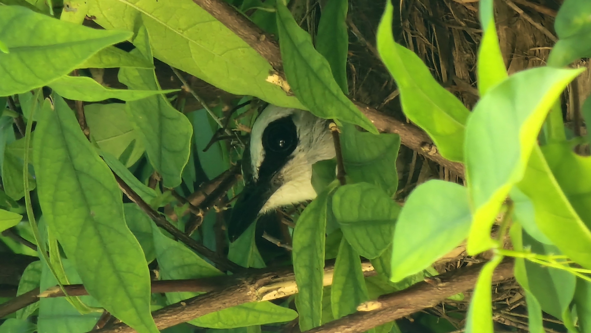 A close-up, vertically oriented photograph shows the head of a bird peeking out from behind bright green leaves and branches. The bird has a black eye, a black beak, and white and gray plumage on its head and neck. The background is filled with more foliage and the indistinct outline of a nest constructed from twigs and straw. The lighting suggests it is daytime, with sunlight filtering through the leaves, creating highlights and shadows. The image appears to have been taken outdoors, likely in a natural environment within Baan Mae Nam, Thailand.