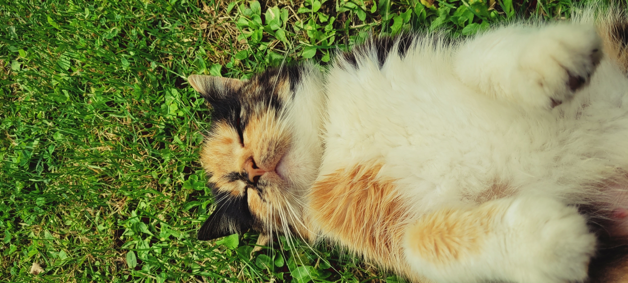 In this overhead shot, a calico cat is lounging on vibrant green grass. The cat is lying on its back, with its paws tucked towards its chest, and its eyes are closed, suggesting a state of peaceful rest or sleep. Its fur is a mix of white, orange, and black, with the orange patches appearing particularly prominent on its belly. The sunlight illuminates the scene, casting a warm glow on the cat's fur and the surrounding blades of grass, indicating it is likely daytime. The grass is lush and appears to be in good condition, with some clover mixed in. The setting is outdoors, likely a garden or park, due to the presence of natural grass. The overall mood conveyed by the image is one of tranquility and contentment, as the cat enjoys a moment of relaxation in the sun. There is no visible text in the media file.