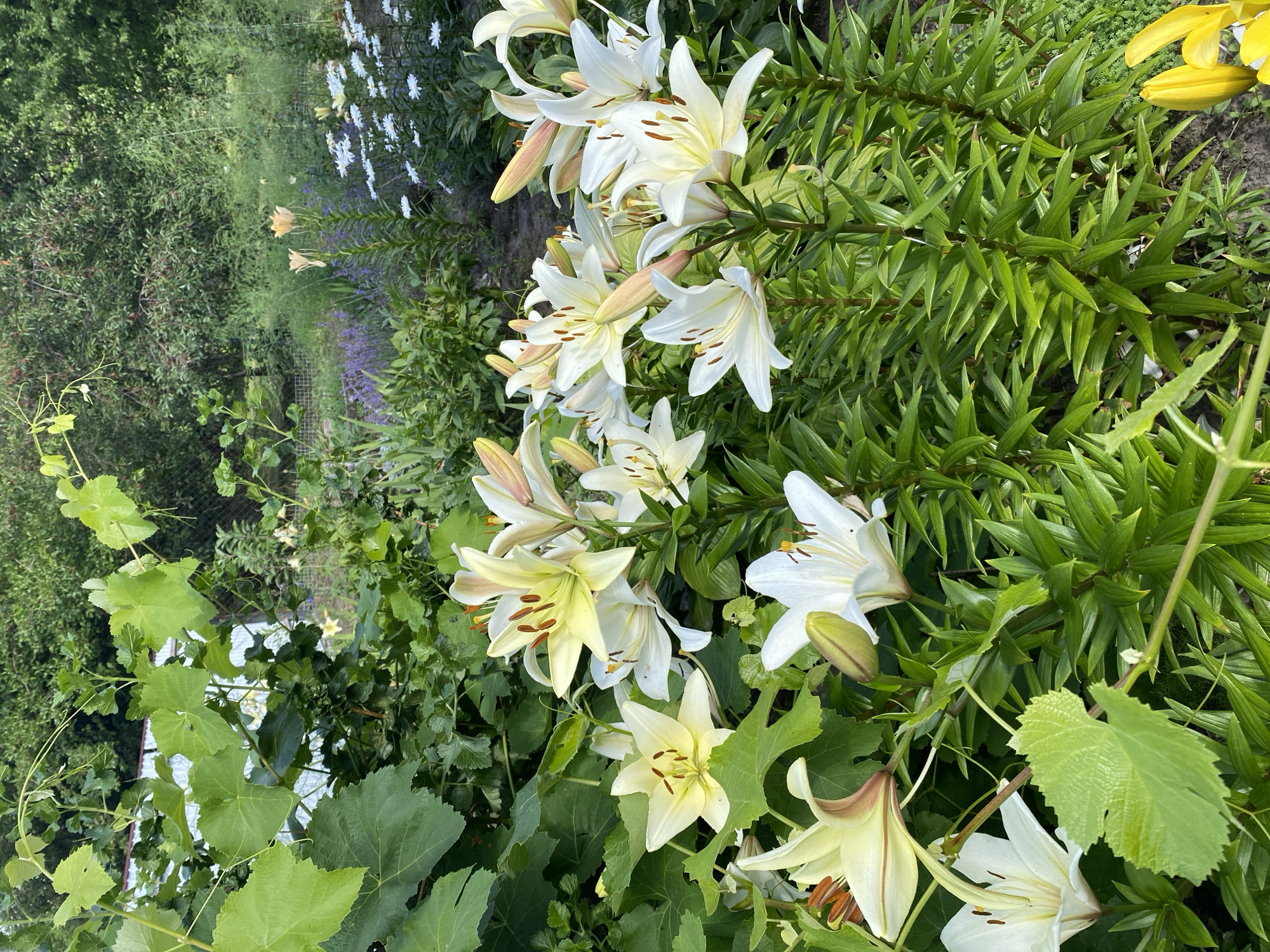 This is a medium-shot, outdoor, vertical photograph of a garden bed filled with white and pale yellow lilies. The lilies are in various stages of bloom, with some fully open and others still in bud. Their petals are long and slender, and the centers of the open flowers reveal brown stamens and yellow pollen. The lily stems are tall and covered in narrow, pointed green leaves. In the background, there is dense green foliage, including what appears to be grapevines with large, lobed leaves. Further in the distance, other flowers, including lavender and small white daisies, are visible, along with greenery that suggests trees and shrubs. The ground appears to be dark soil, with some of the lower lily leaves touching it. The image is well-lit, likely by natural daylight, and captures a vibrant and lush garden scene. There are no people or animals present in the photograph. The context of Vasylky, Ukraine, is not discernible from the image itself.