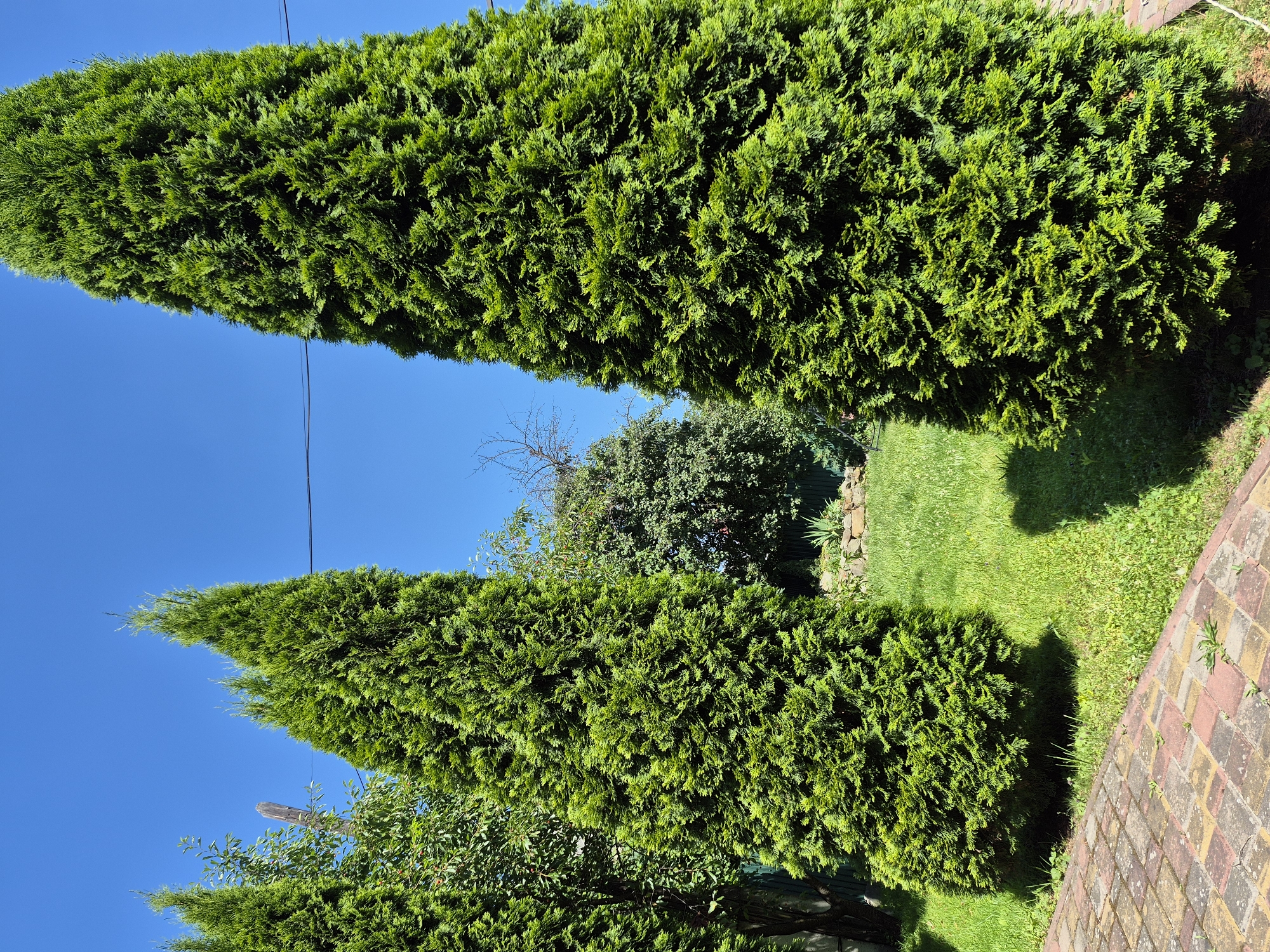 This image captures a sunlit garden scene with vibrant green cypress trees and a neatly manicured lawn. Two tall, conical cypress trees are prominent in the foreground, their dense foliage creating a lush, textured appearance. Behind them, a variety of other green trees and bushes form a verdant backdrop. A patch of bright green grass is visible, casting soft shadows from the trees. To the right, a pathway paved with colorful bricks adds a touch of warmth and pattern to the scene. The sky is a clear, deep blue, indicating a sunny day with good weather. The overall impression is one of a peaceful and well-maintained outdoor space, likely a backyard or garden. There is no visible text in the image.